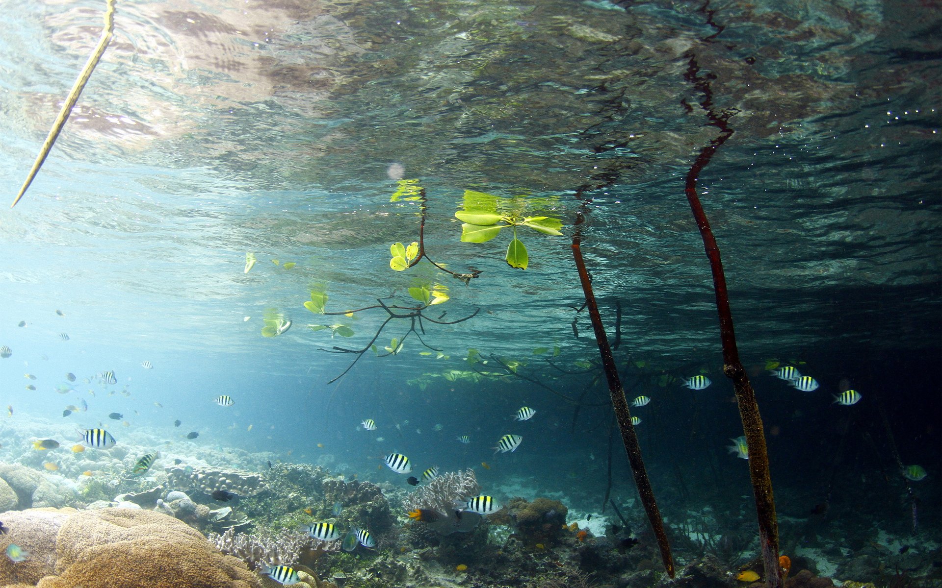 lago agua peces peces mundo submarino hojas ramas