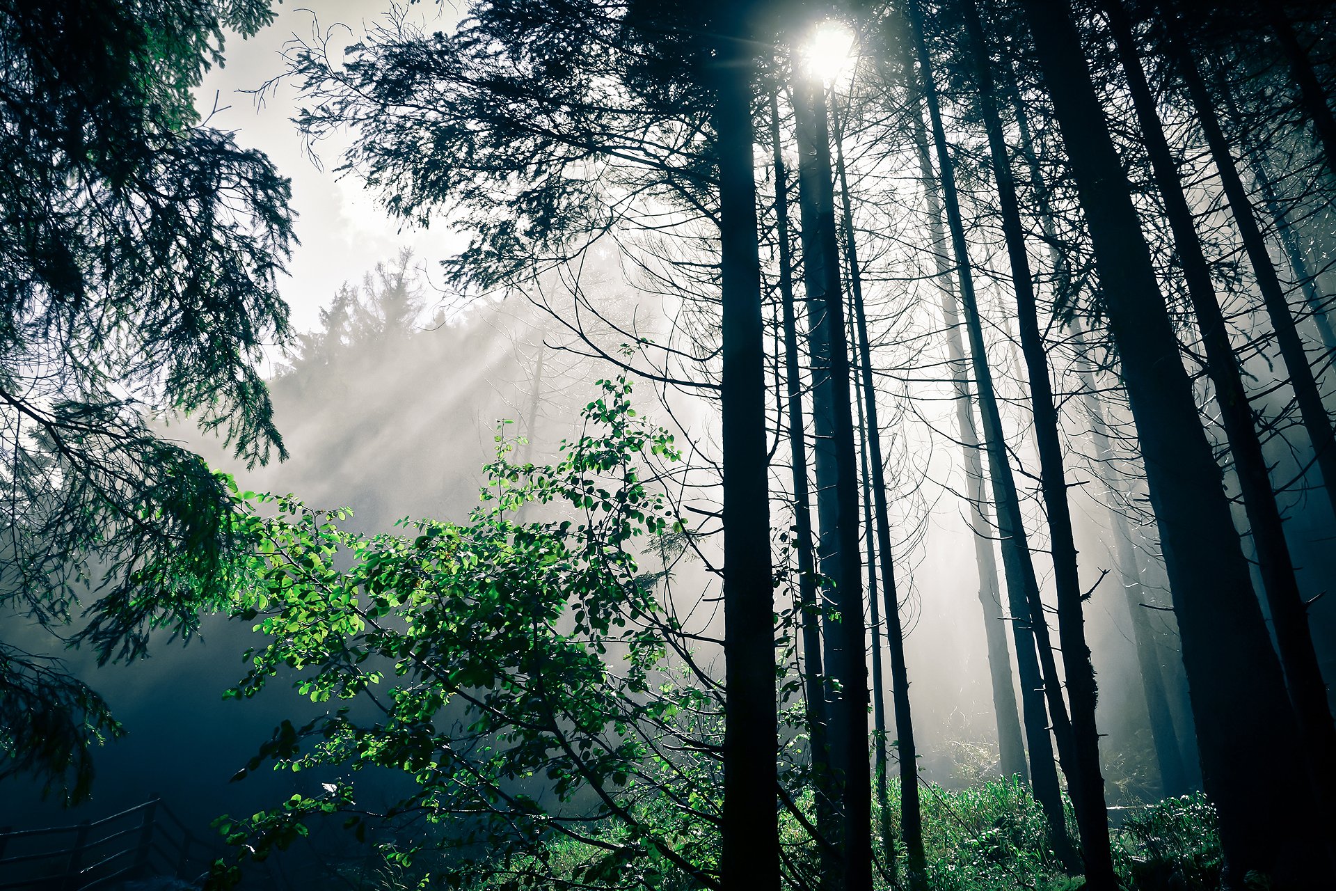 natura foresta luce alberi sole