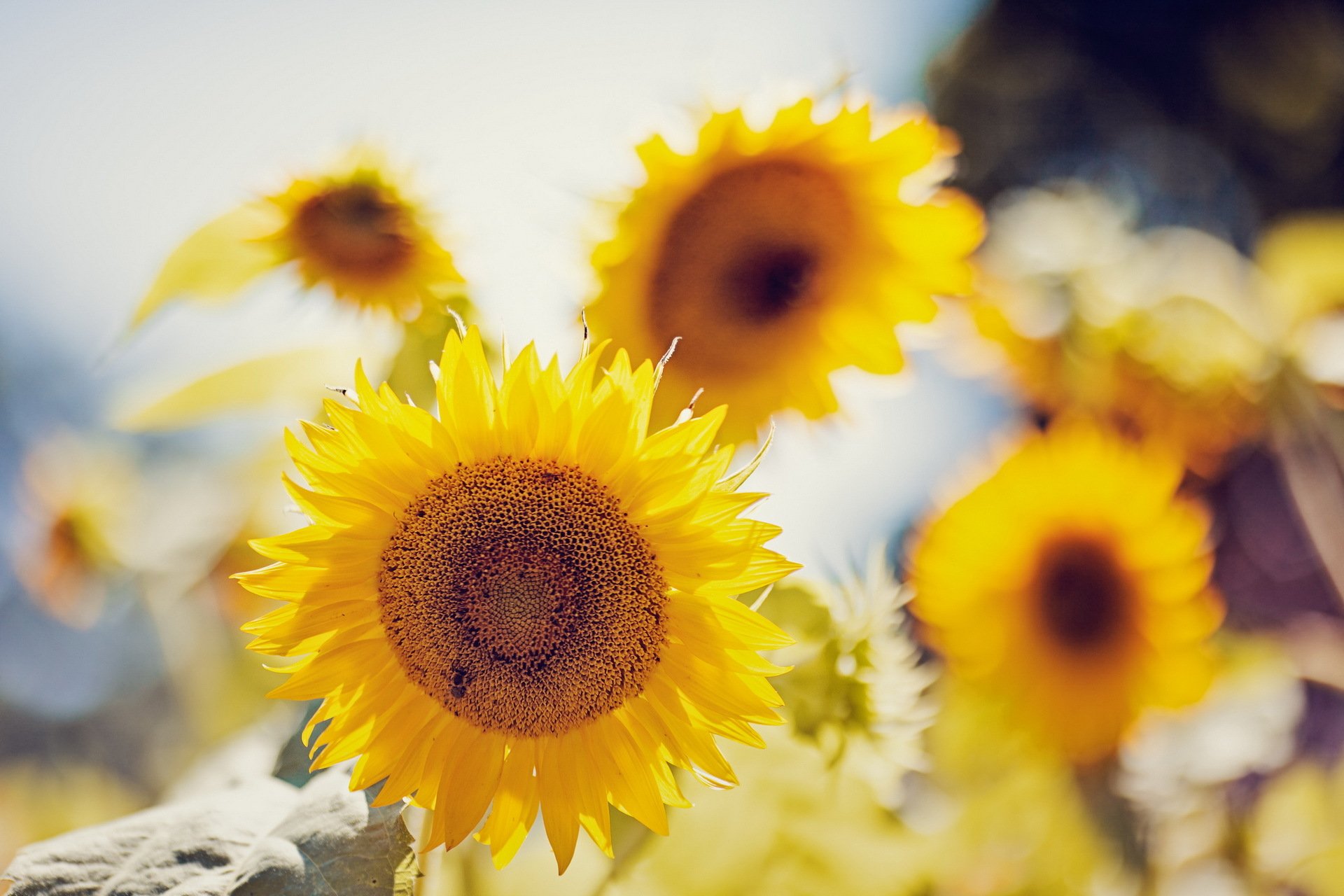 sonnenblumen sommer natur