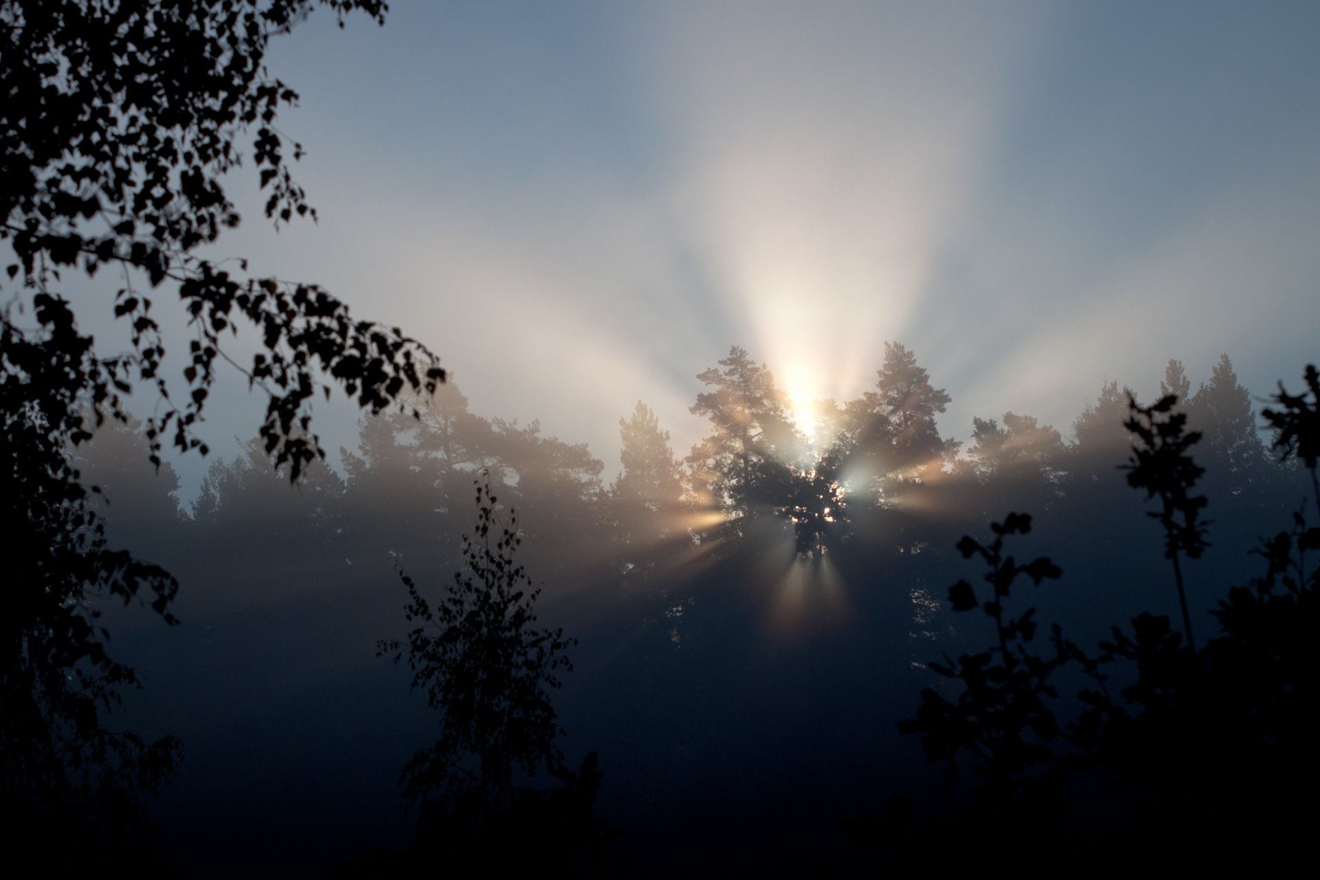 nature arbres matin lumière rayons