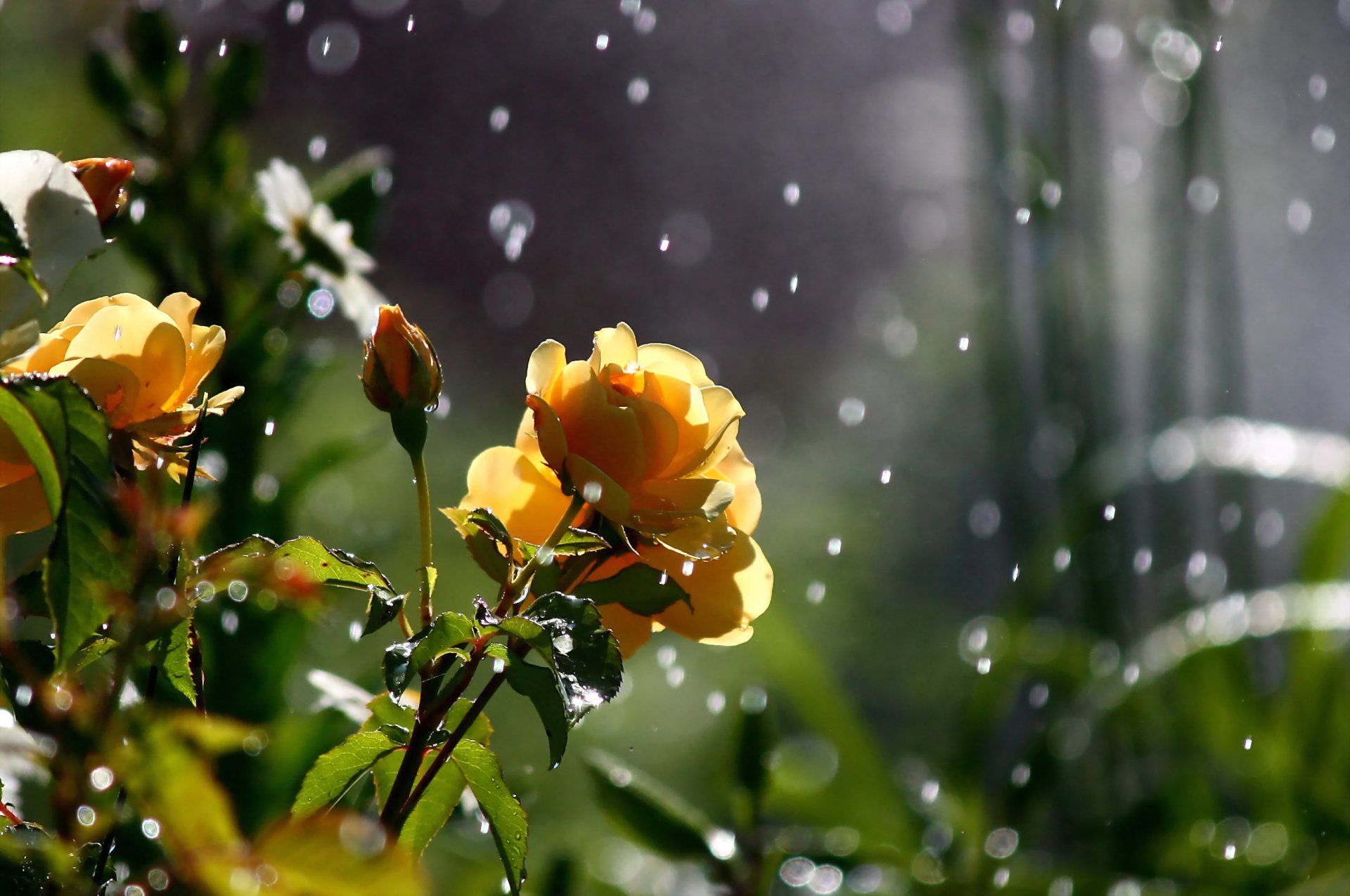 fleurs roses nature bokeh verdure gros plan