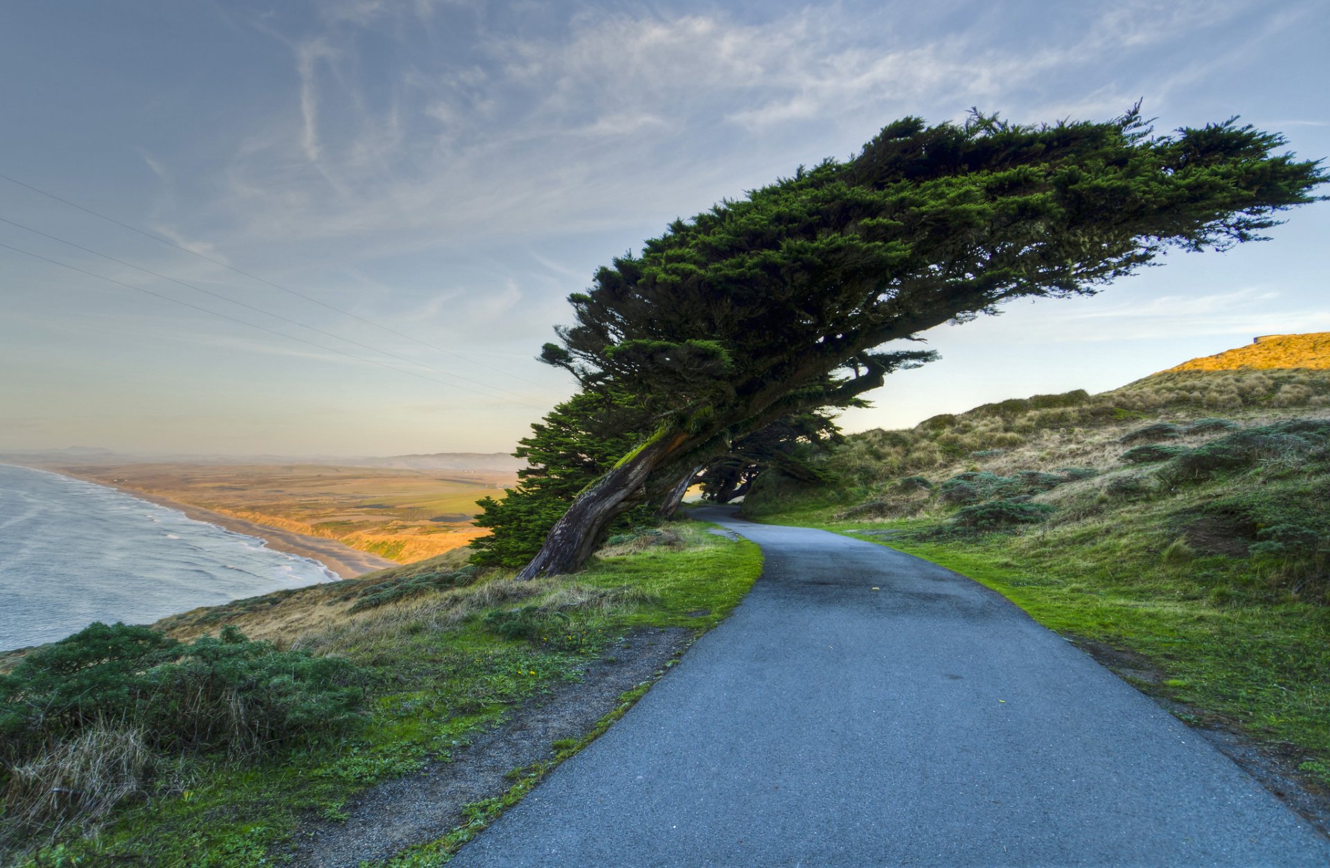 nature coast sea road tree