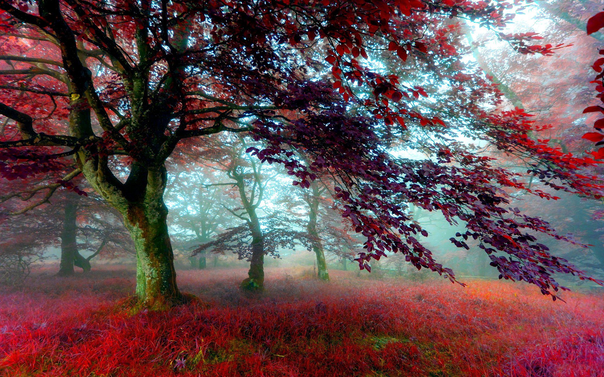 forest tree foliage autumn grass flowers fog