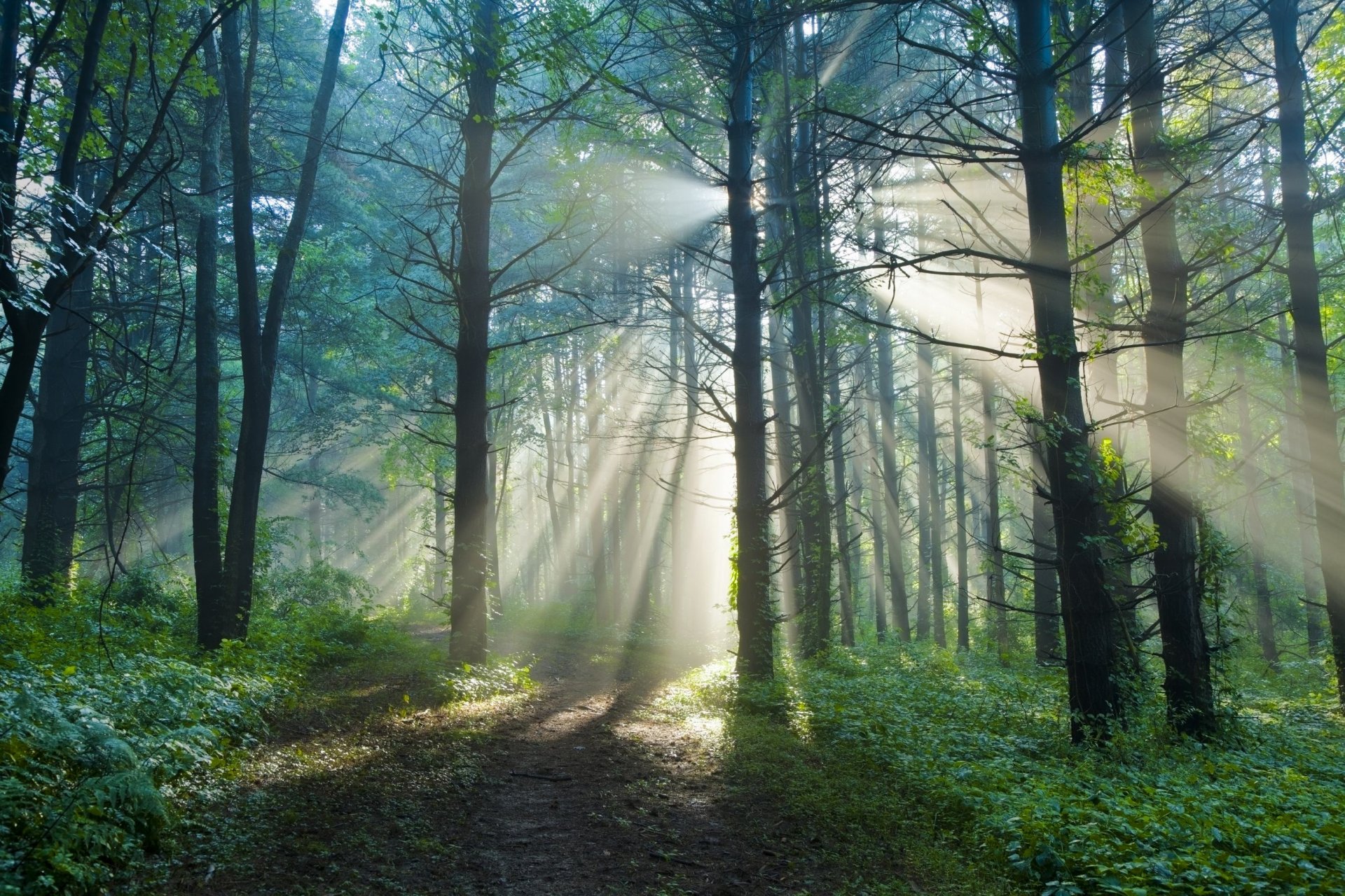 estate mattina foresta sentiero sole luce raggi natura