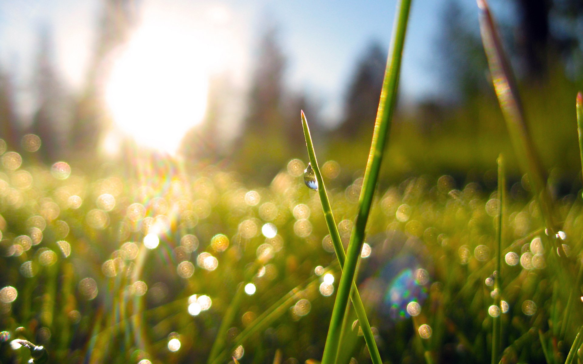 nature matin soleil plantes herbe rosée bokeh rosée du matin