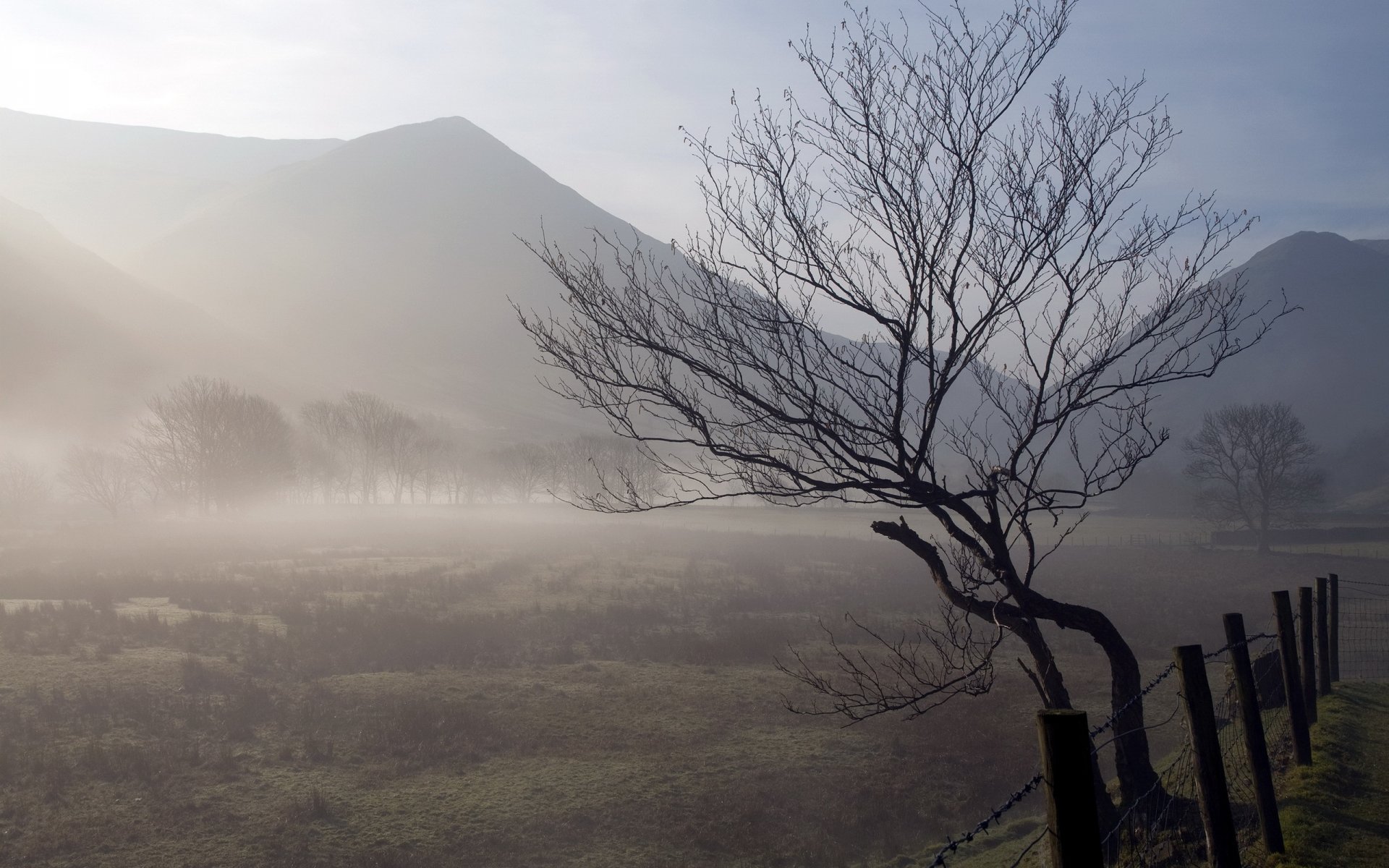 feld morgen nebel baum zaun natur landschaft