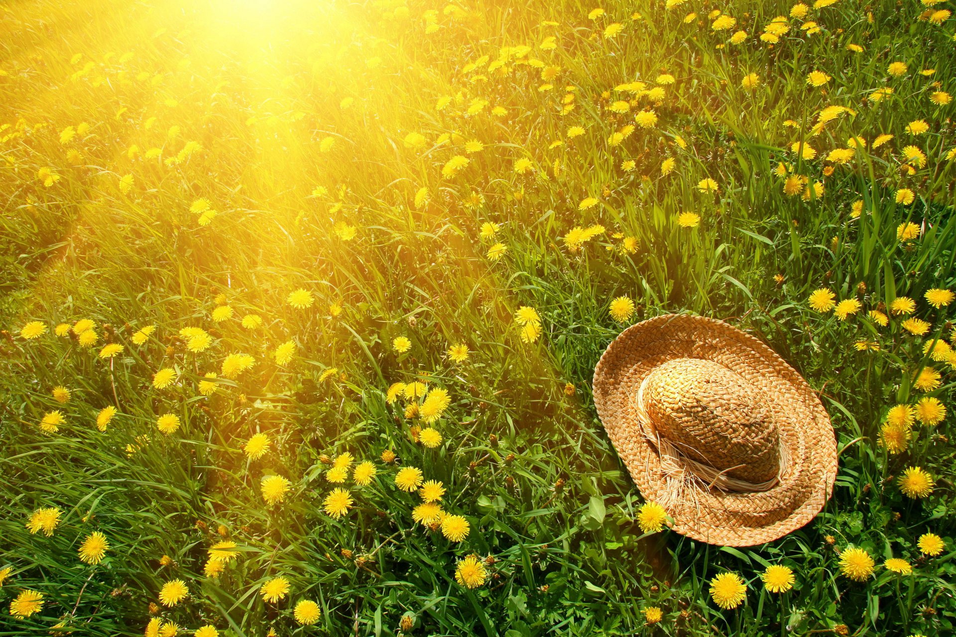 naturaleza sol hierba vegetación flores dientes de león amarillo verde sombrero