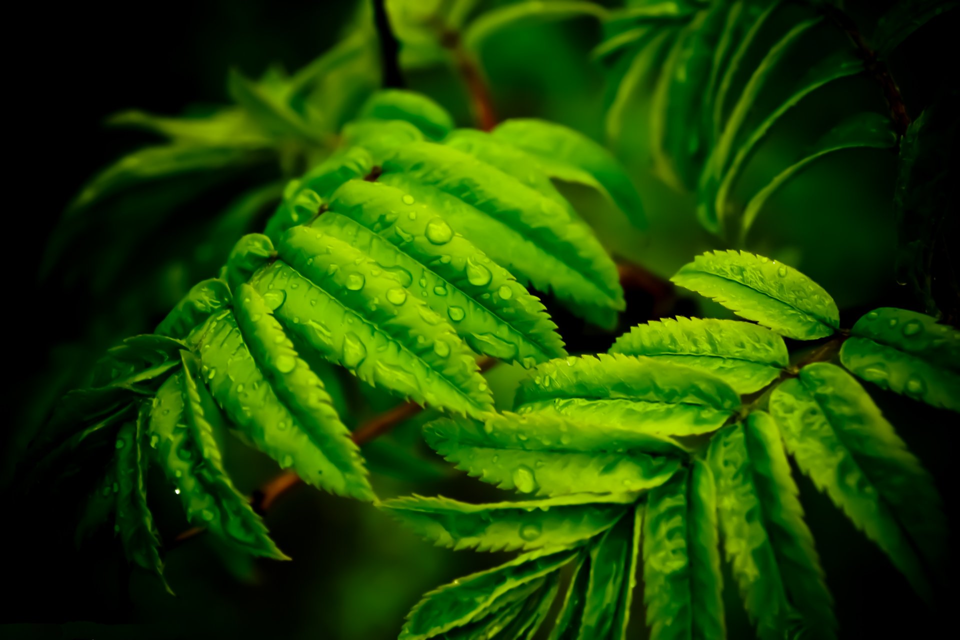 feuilles gouttes rosée gros plan branche