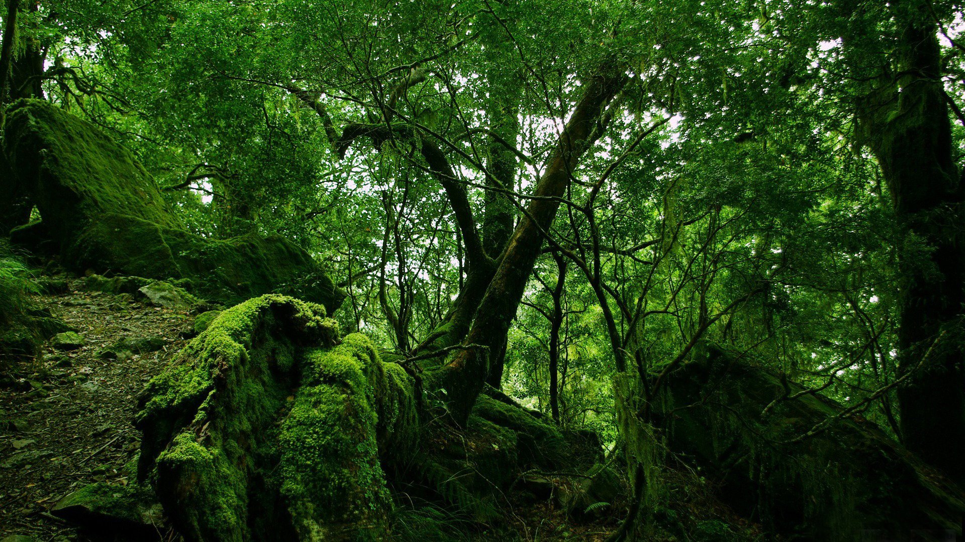 dense forêt arbres branches pierres branches mousse verdure couleur