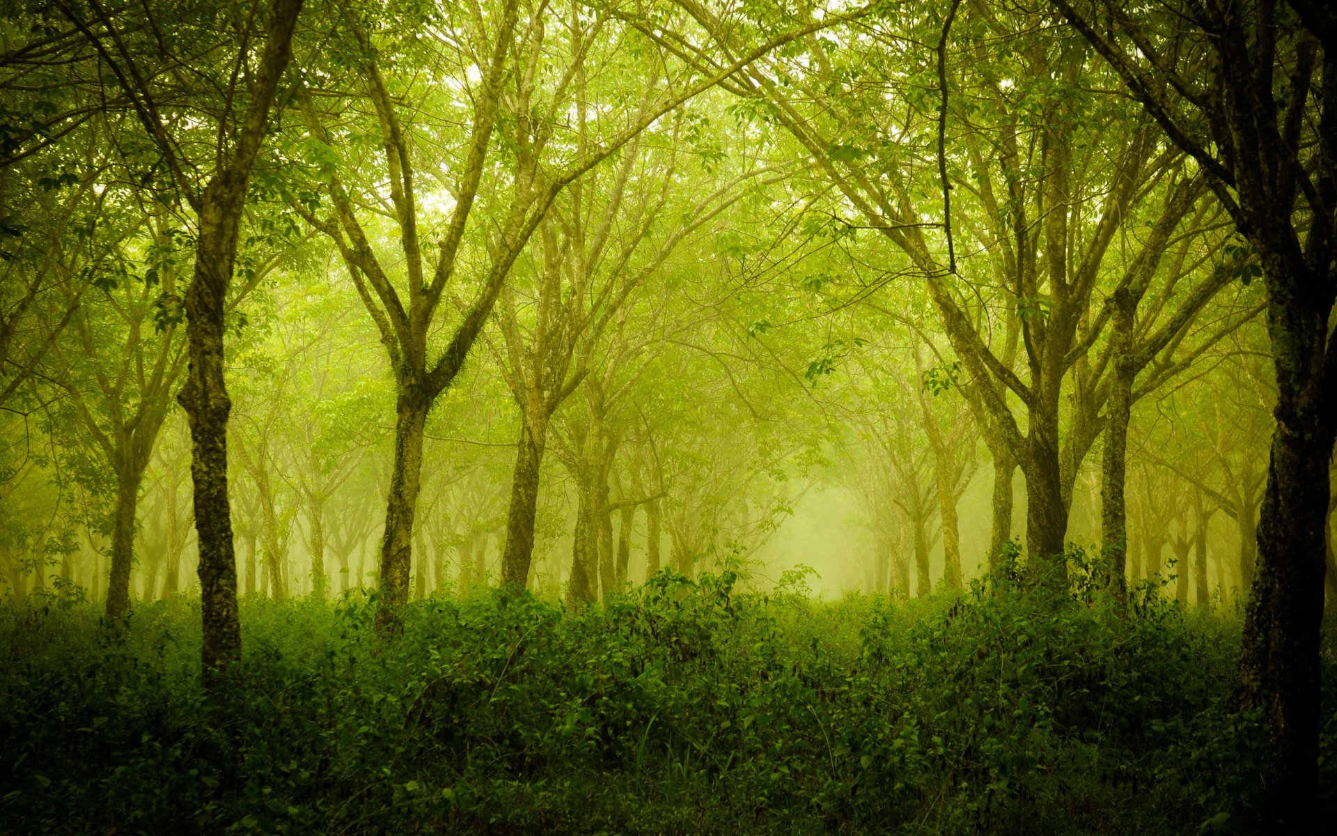 forest tree summer nature