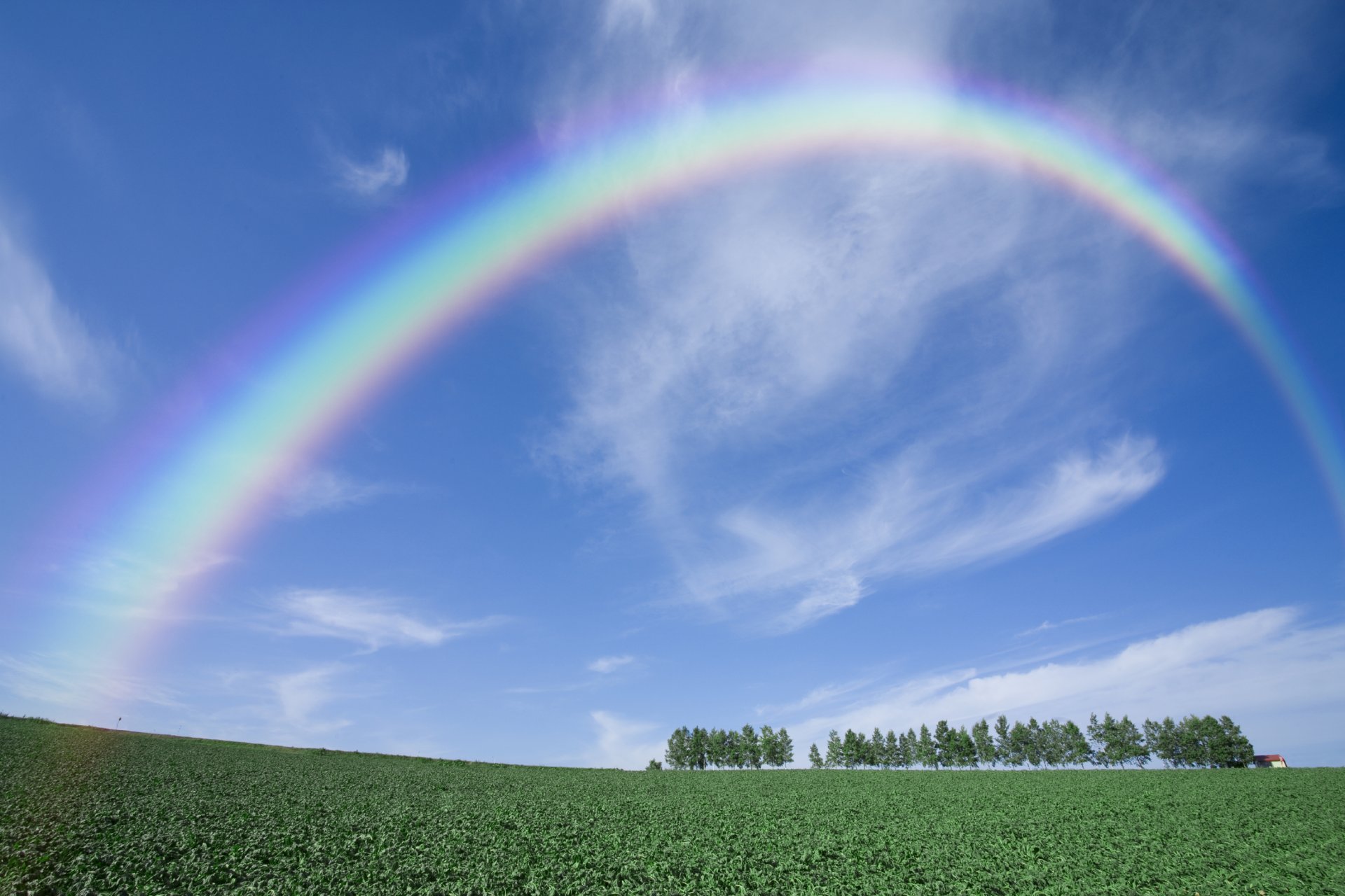 tree rainbow the field