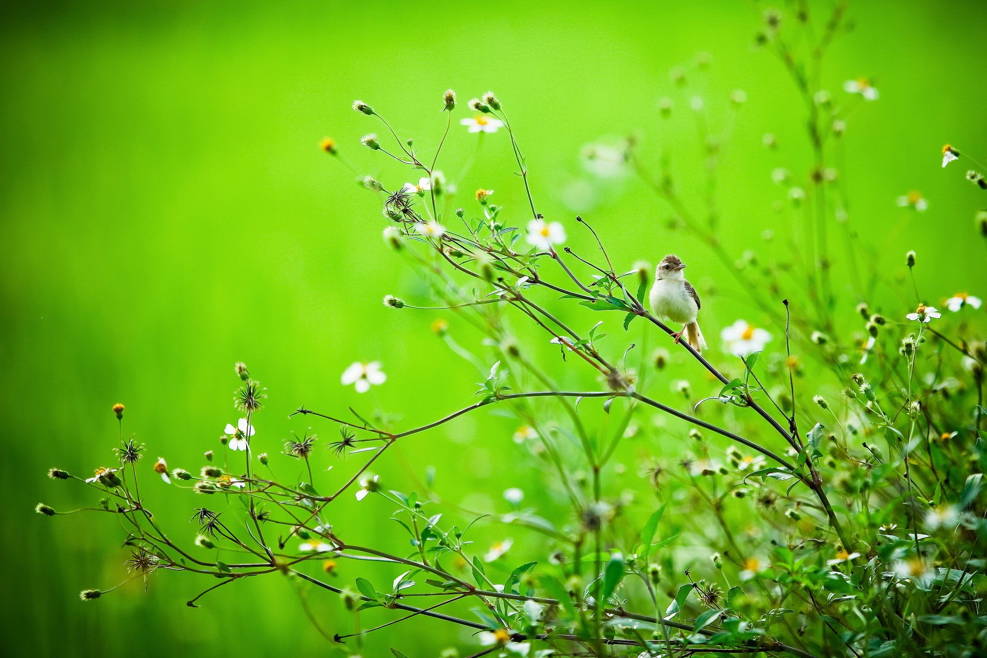 lato ptak gałęzie natura