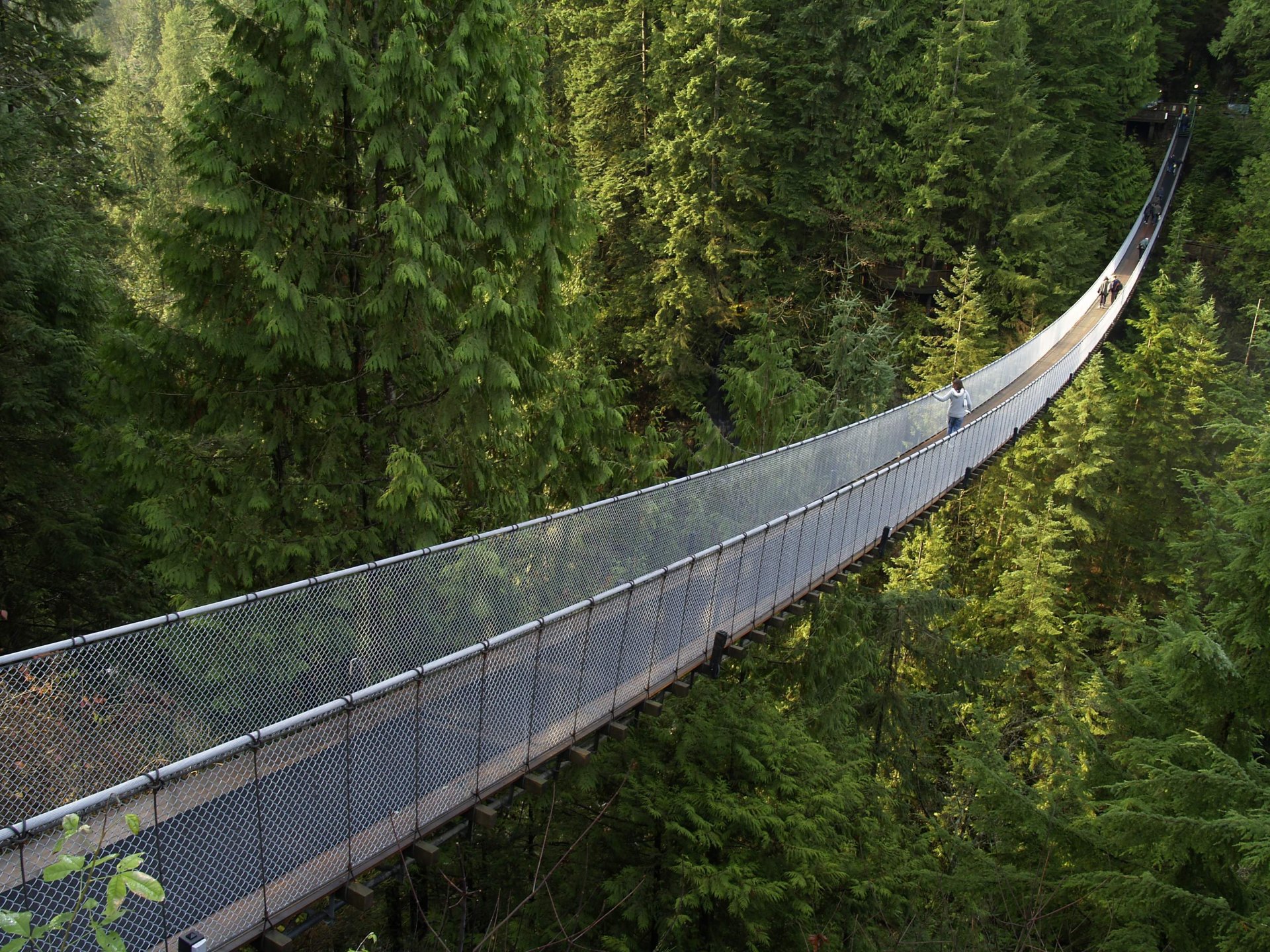 forêt pont forêt de conifères