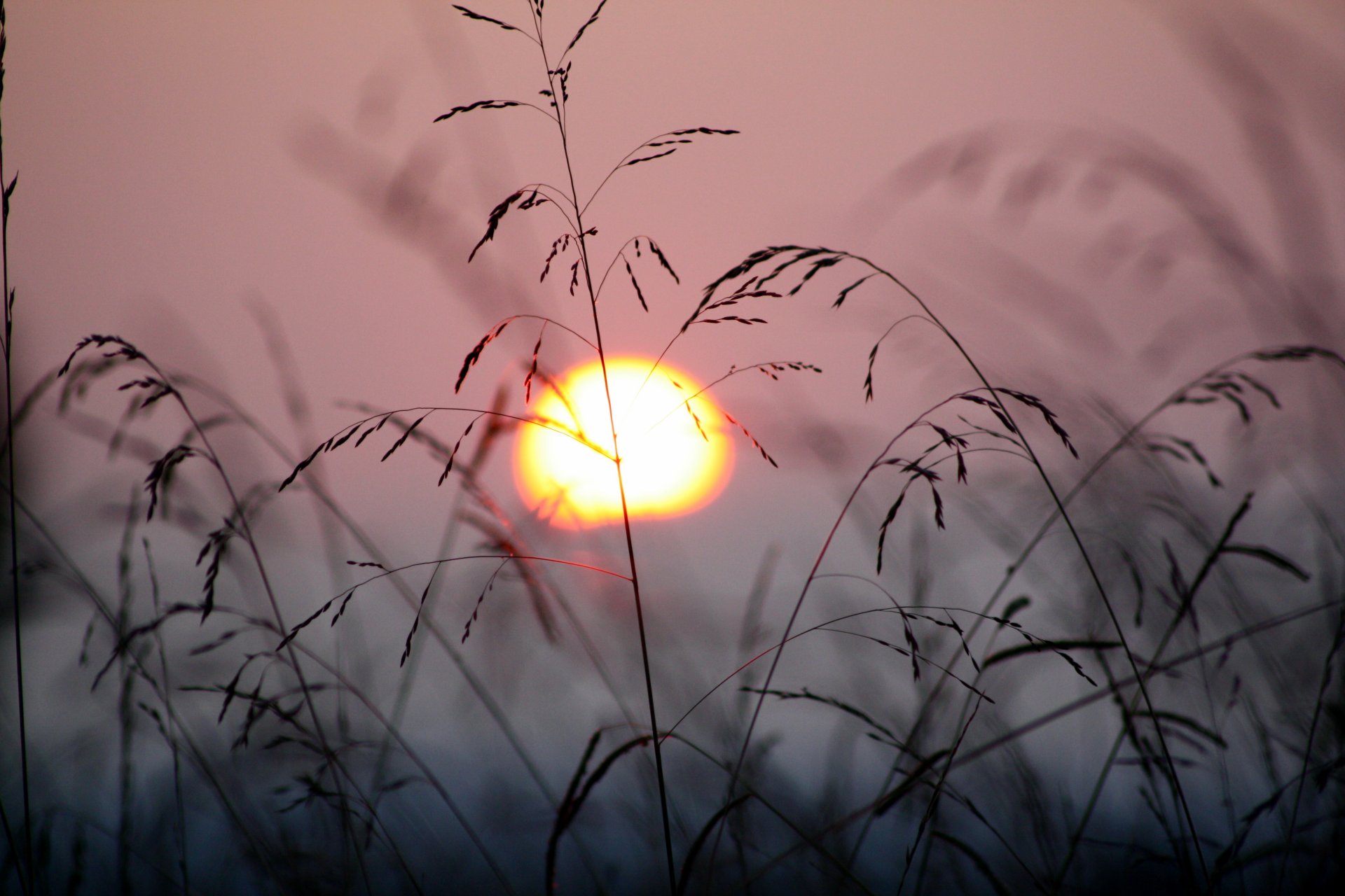 coucher de soleil soleil plantes herbe vent nature