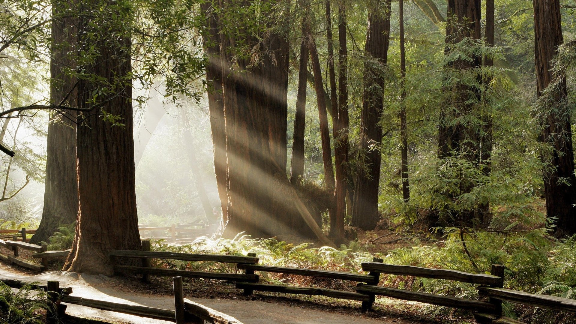 nature forest summer tree