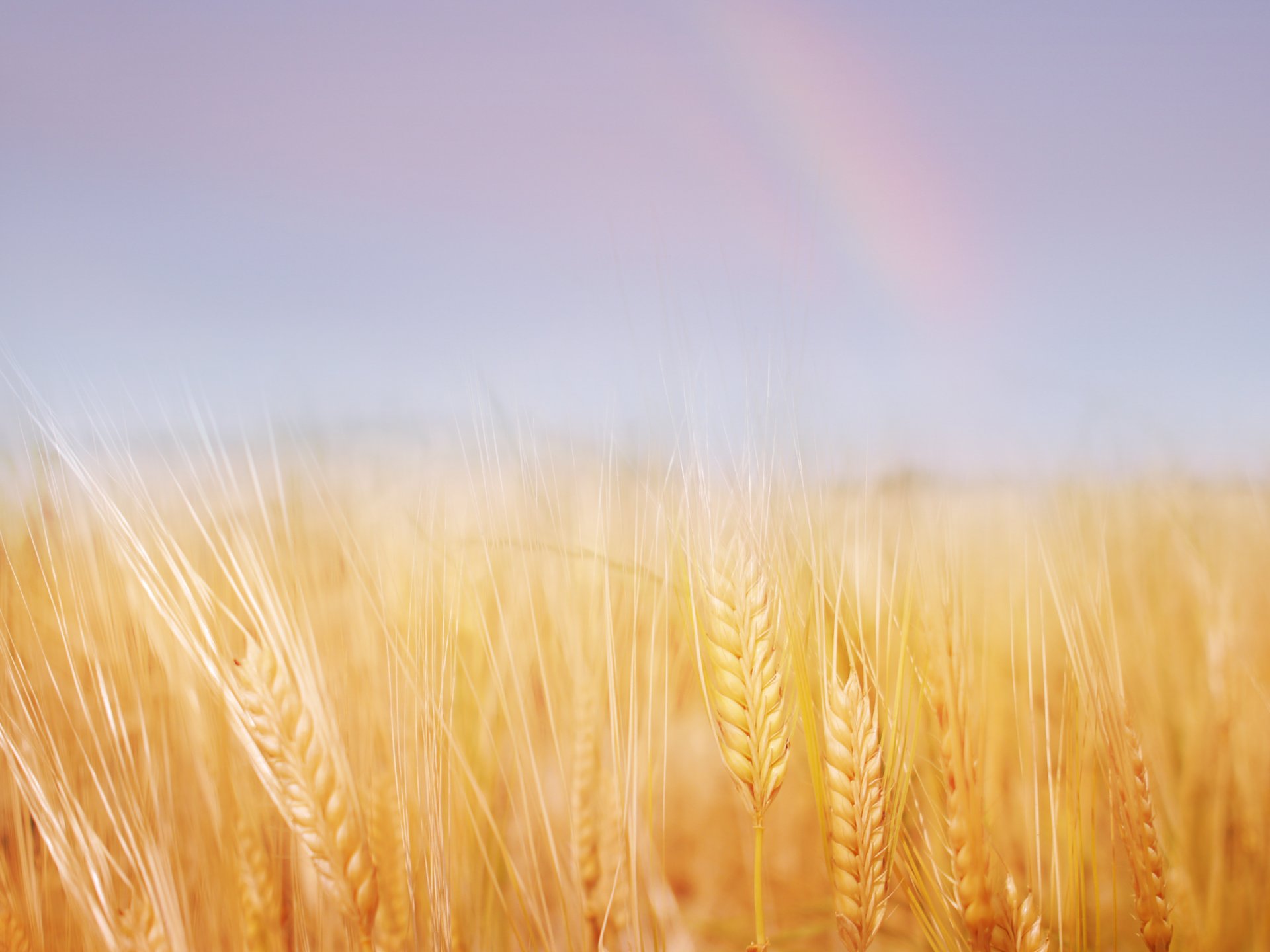 natura estate grano oro campo