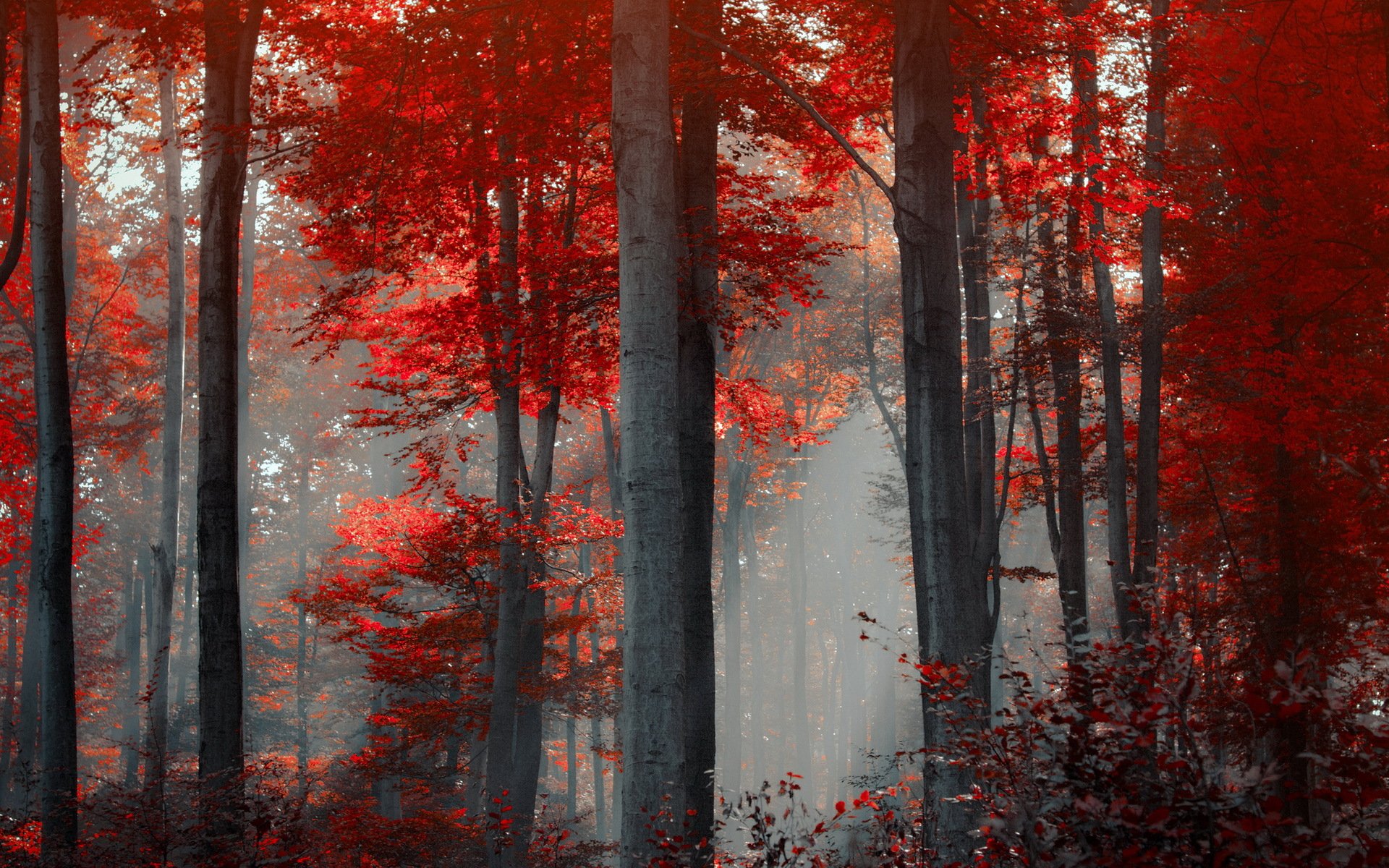 foresta natura paesaggio