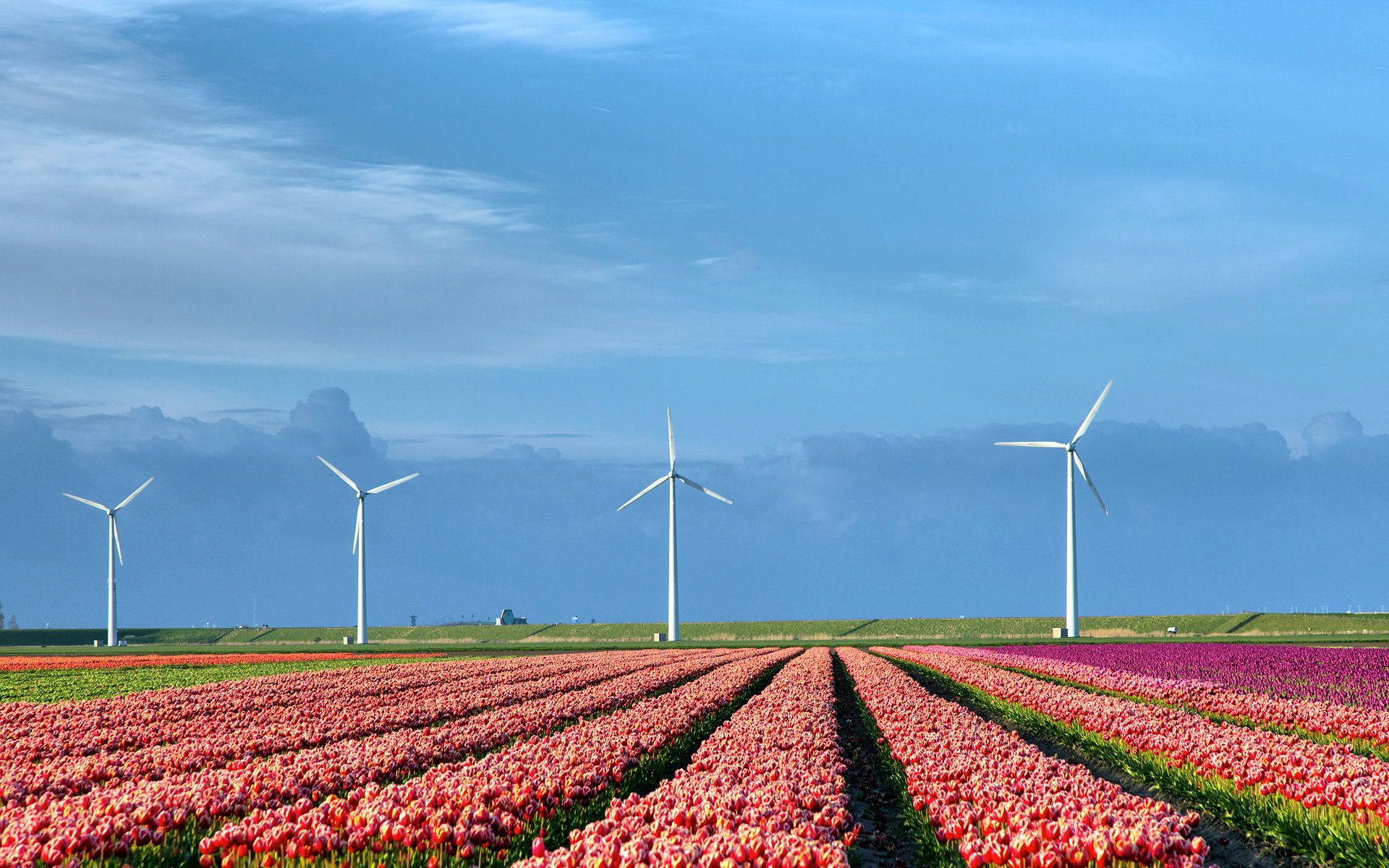 the field tulips wind turbines nature