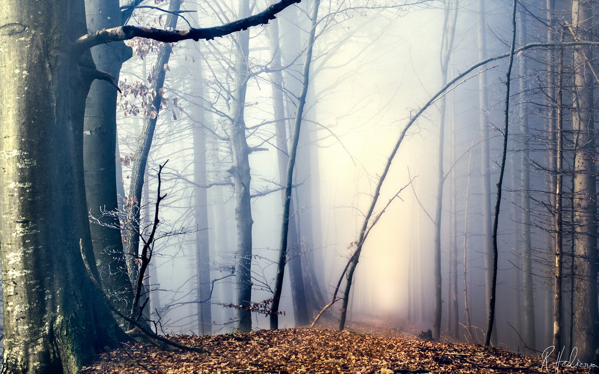 forest fog autumn nature