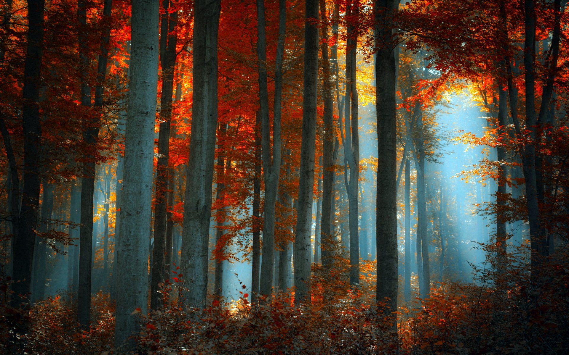 foresta natura paesaggio