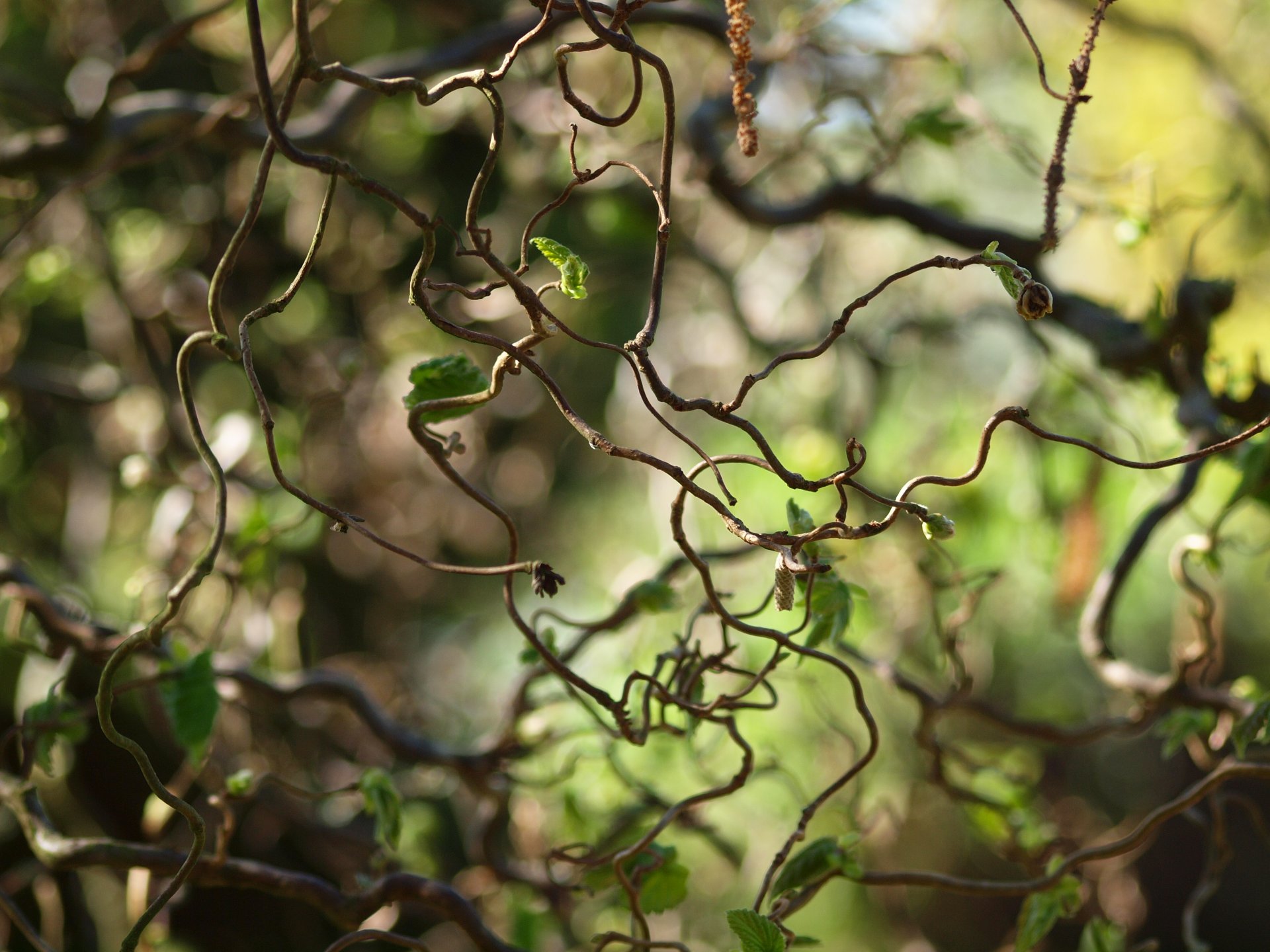 natura liana foglie foglie curve macro sfocatura