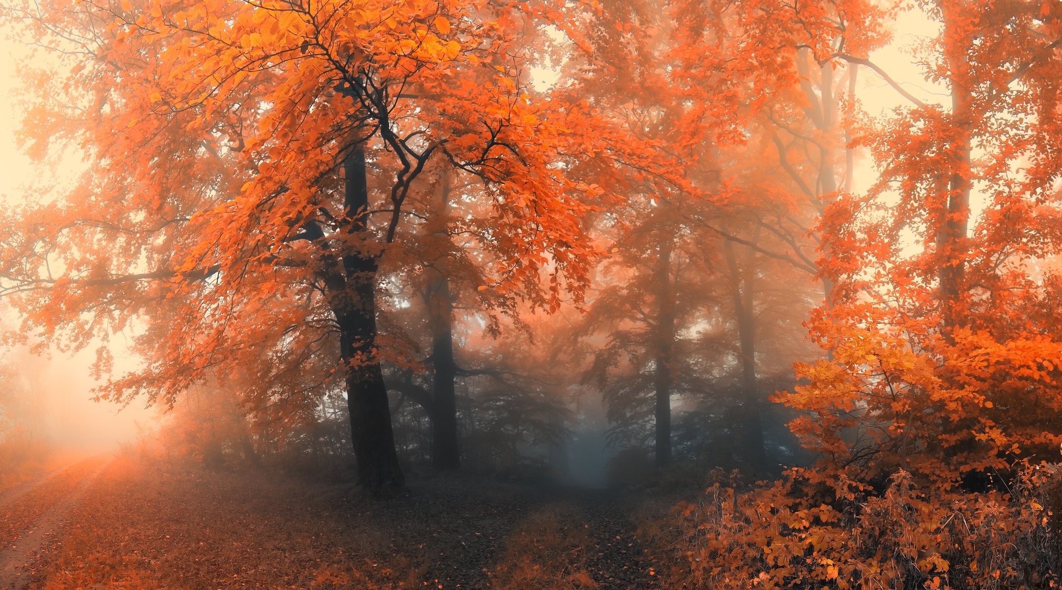 autumn tree forest fog