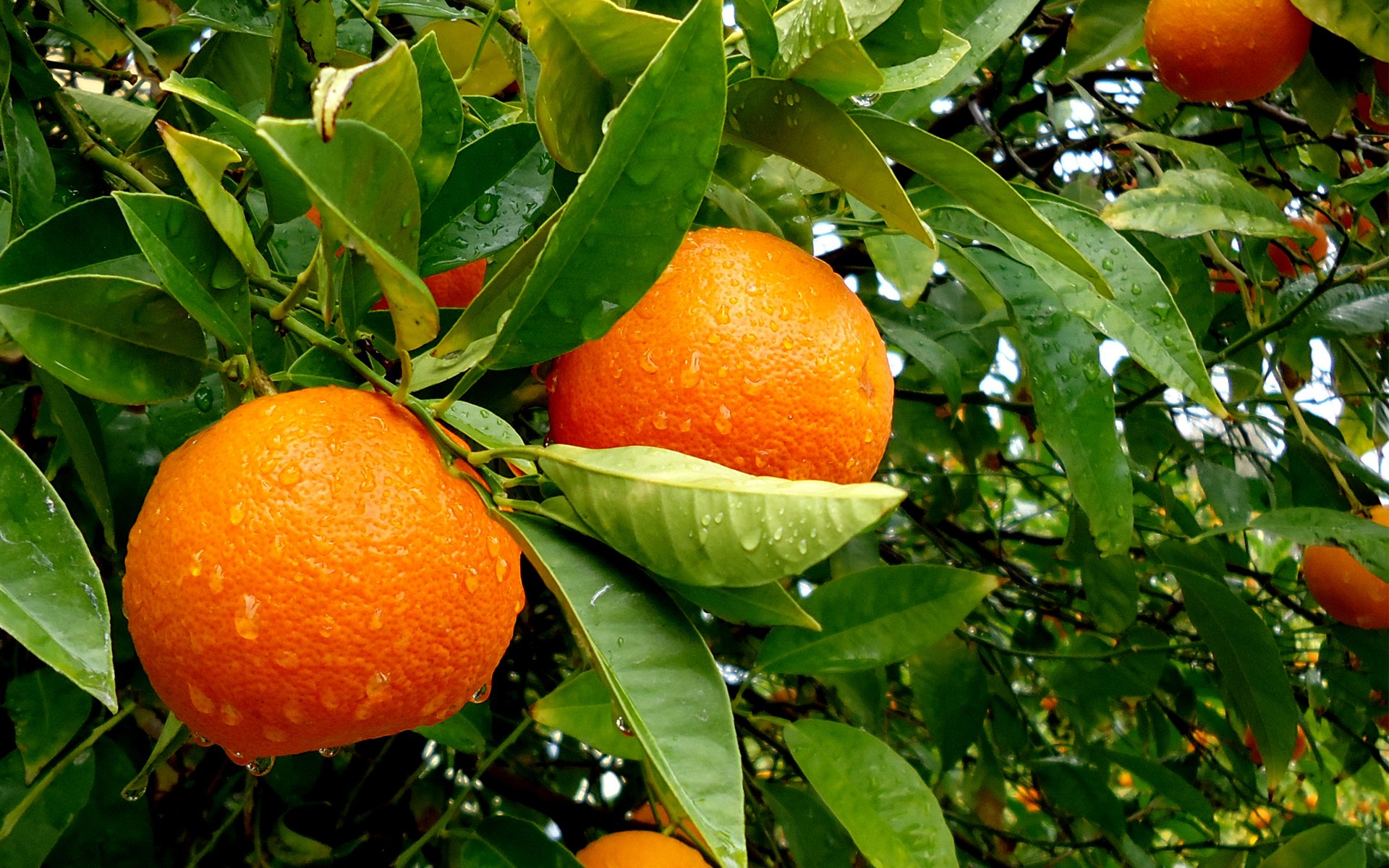 tree fruit orange leaves drops water rain