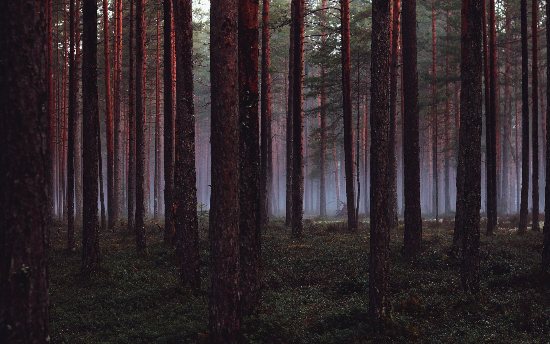 wald bäume baum