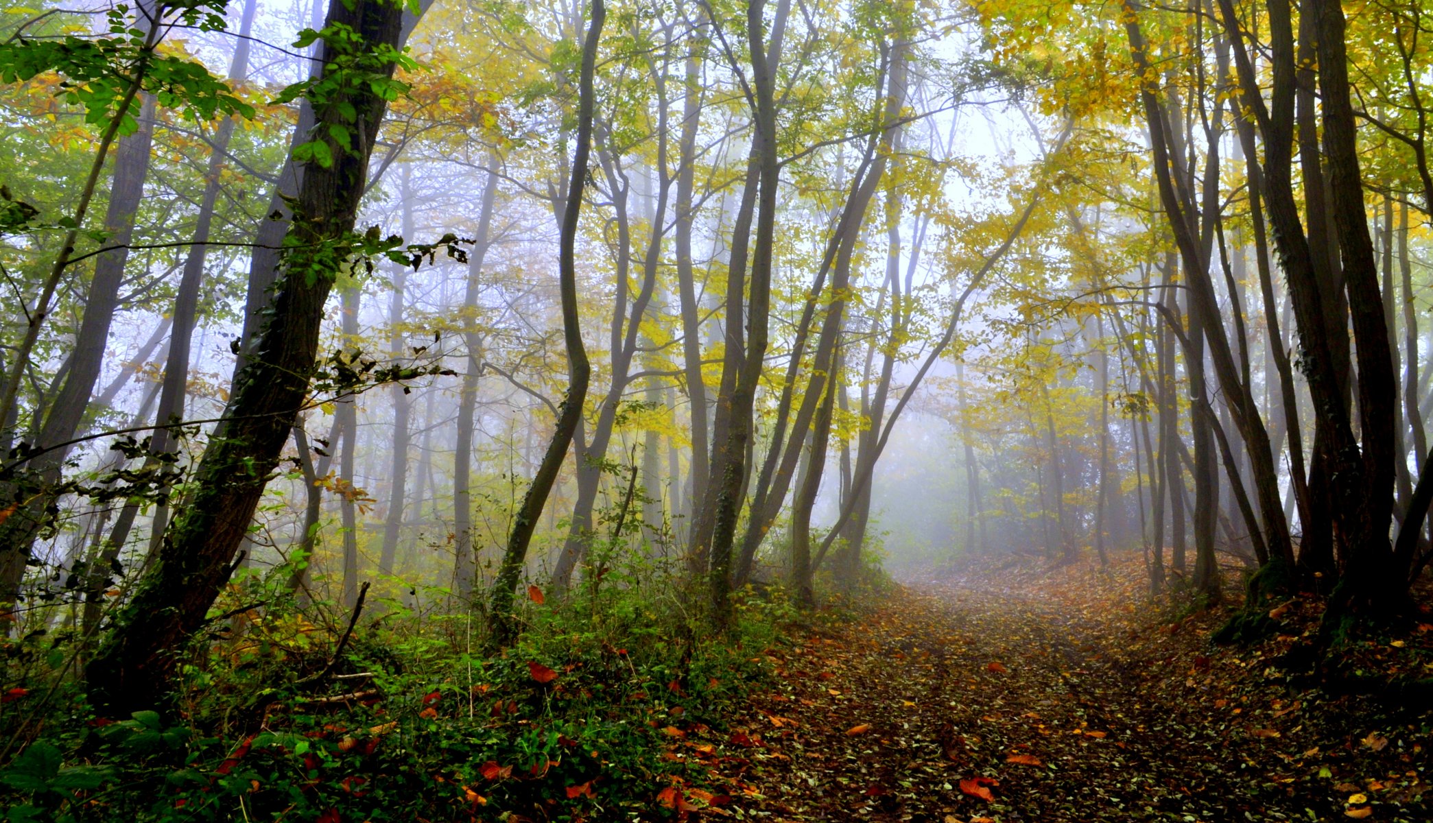 forêt arbres passerelle automne