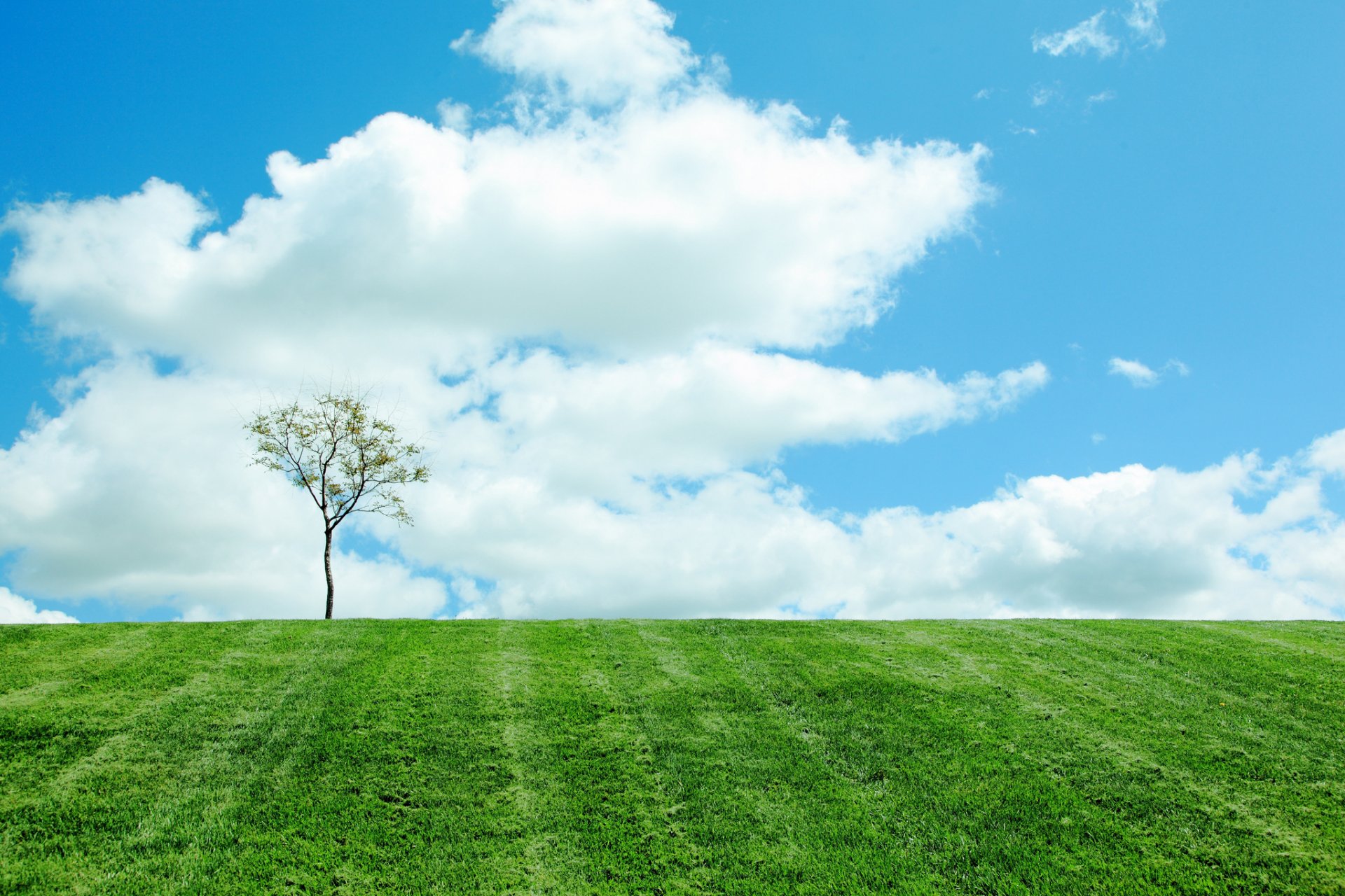 nature sky clouds tree the field spring