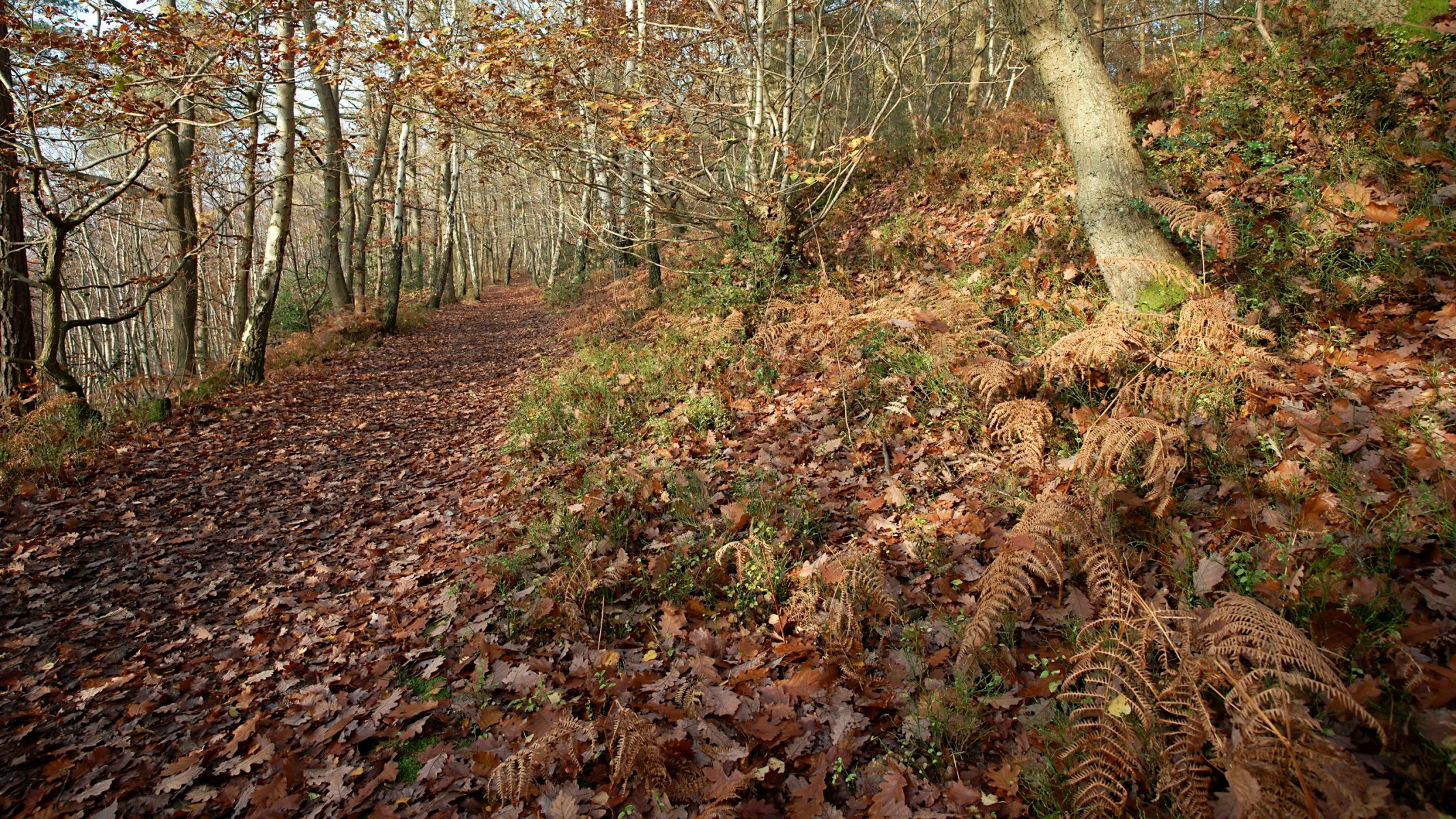 wald straße blätter natur