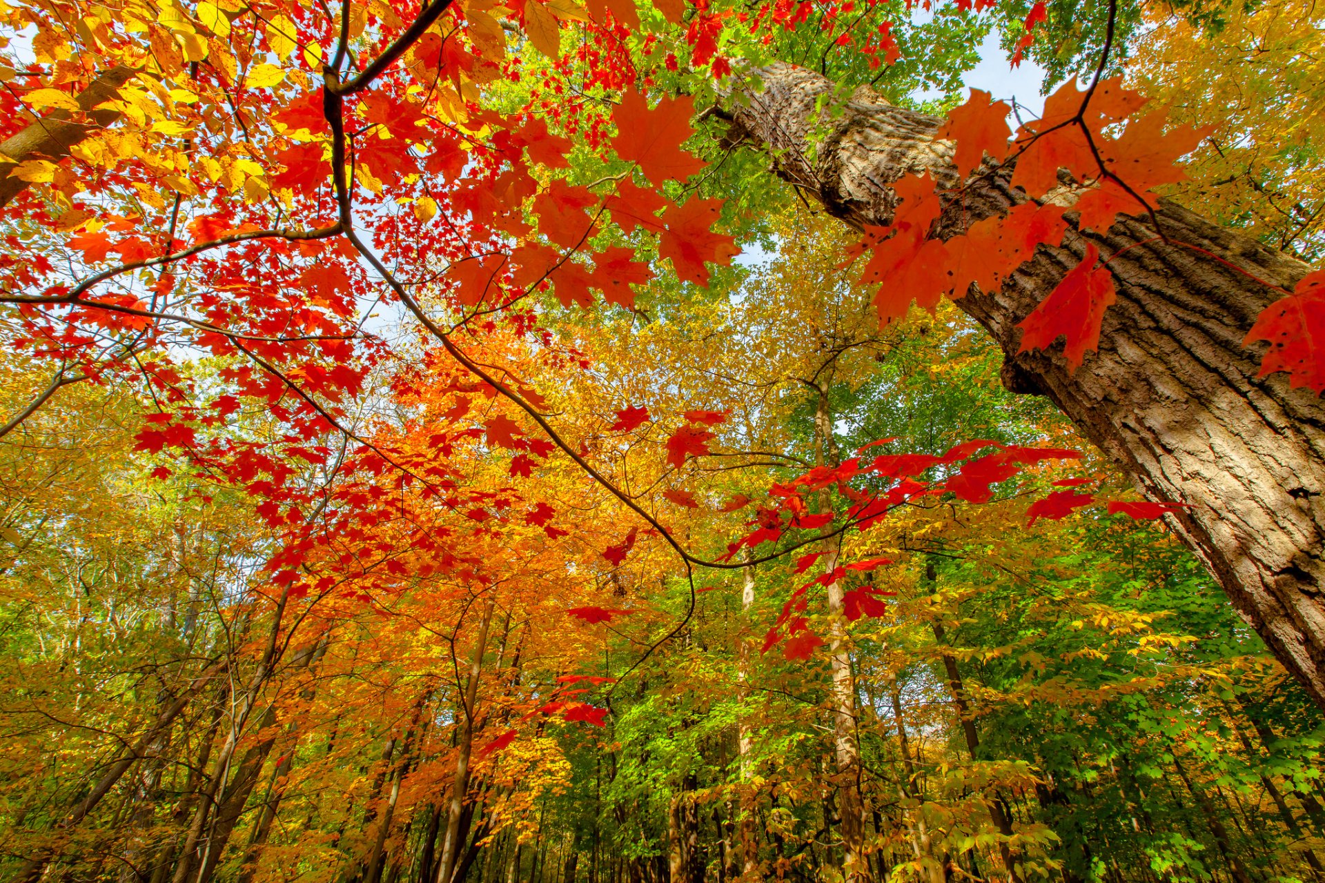 nature autumn forest branches foliage paint