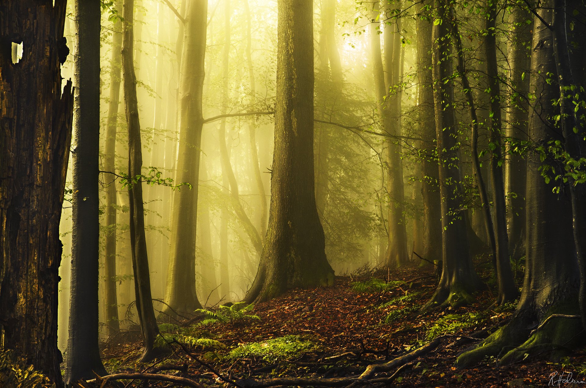 nature forêt arbres lumière