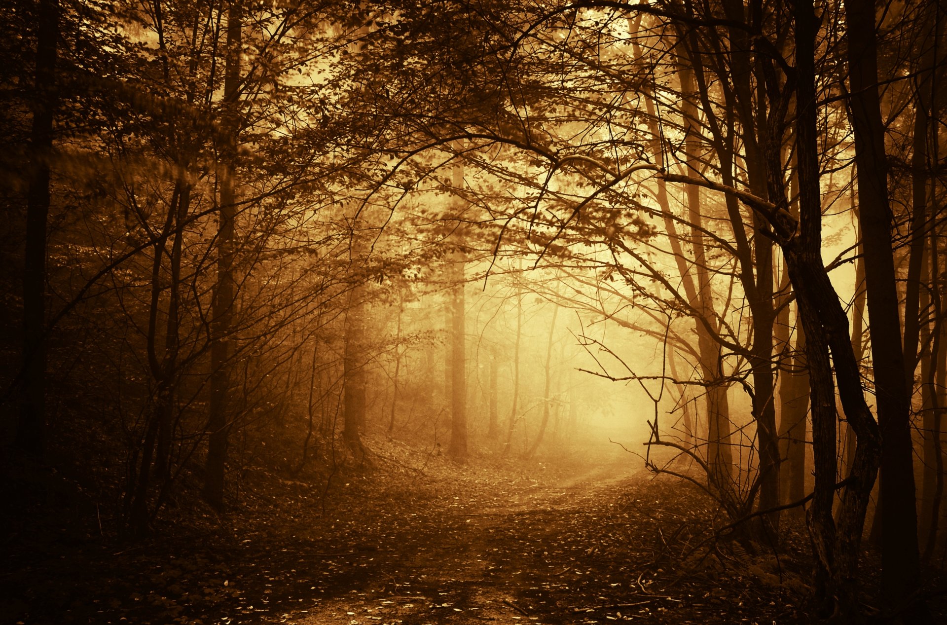 forest fog tree branches road path autumn