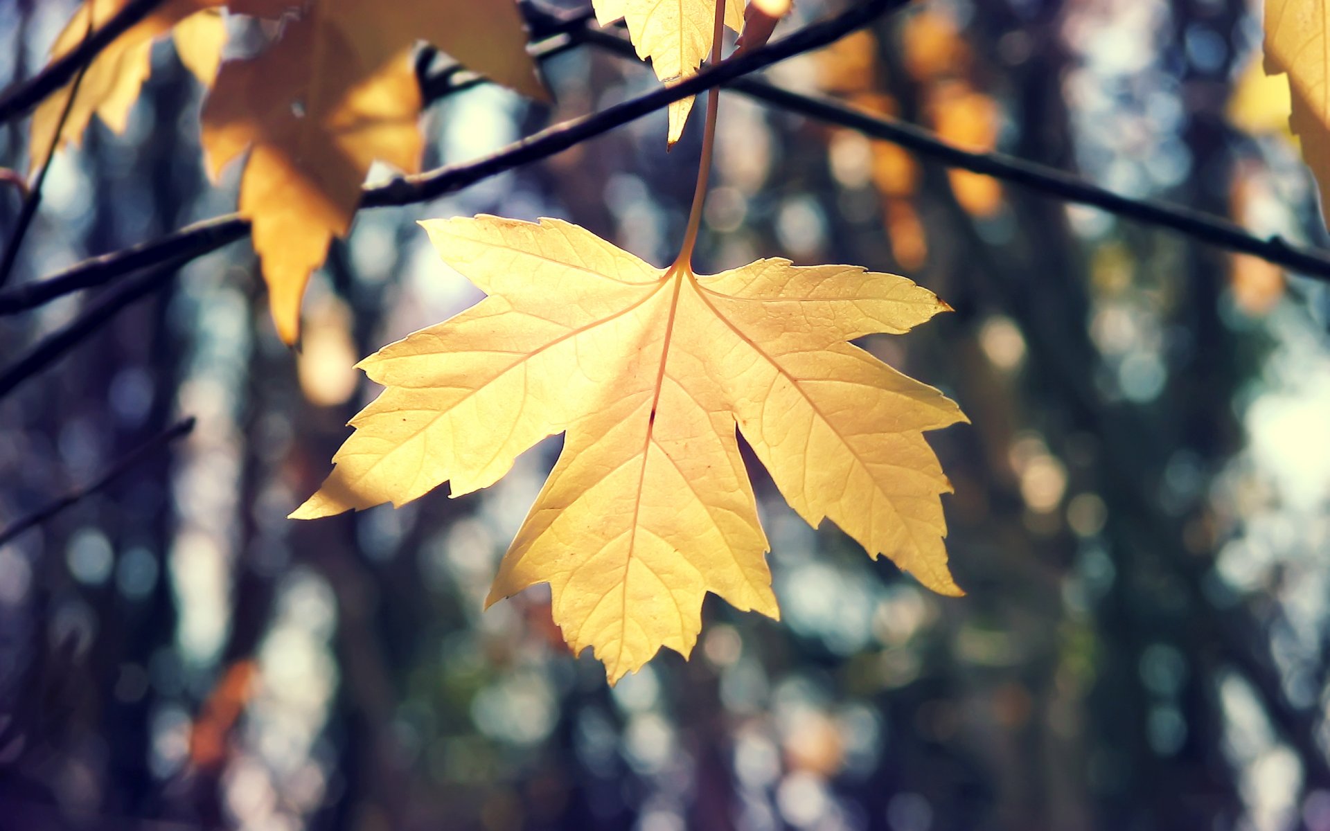 natura macro foglia autunno acero rami