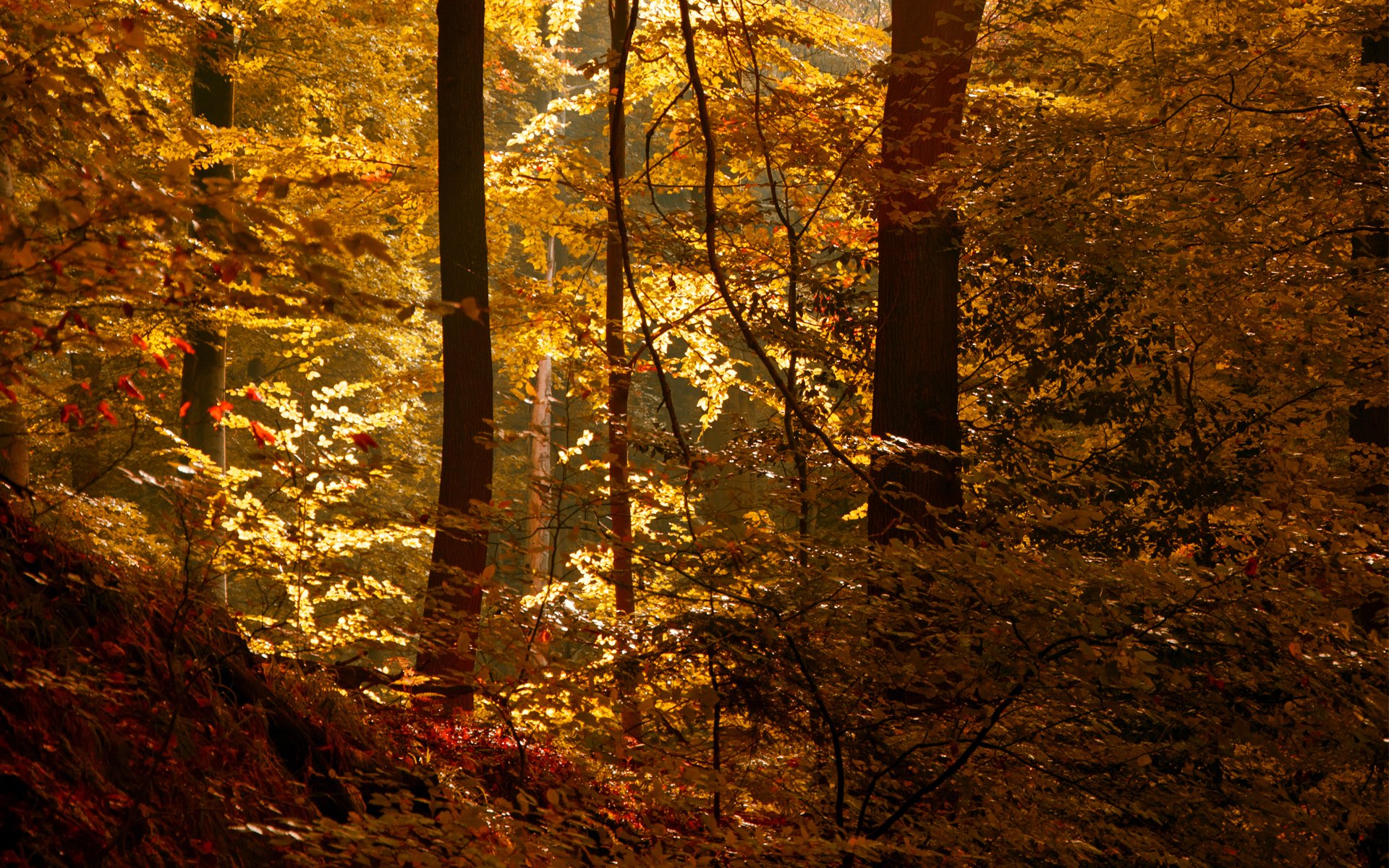 forêt soleil automne feuilles fourré