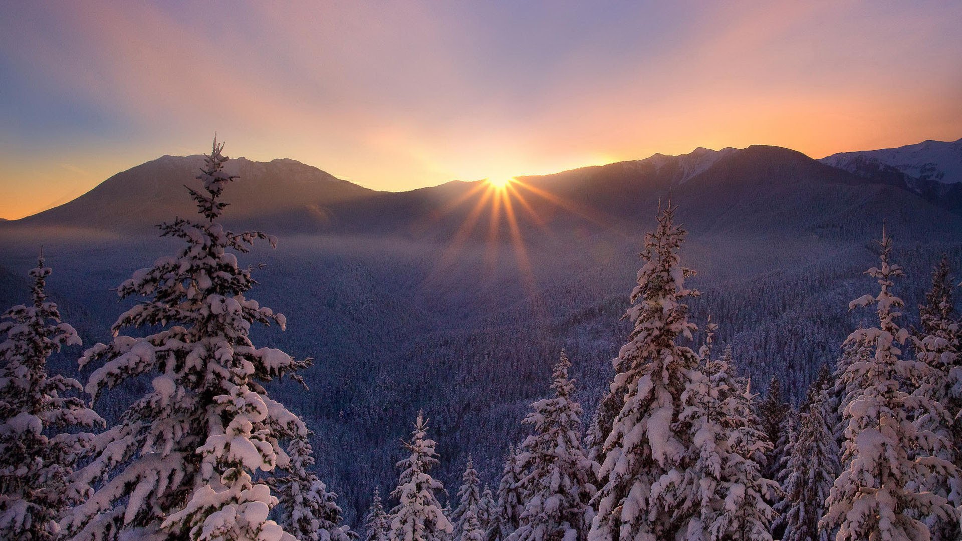 nature forêt hiver gel beau coucher de soleil arbres de noël dans la neige