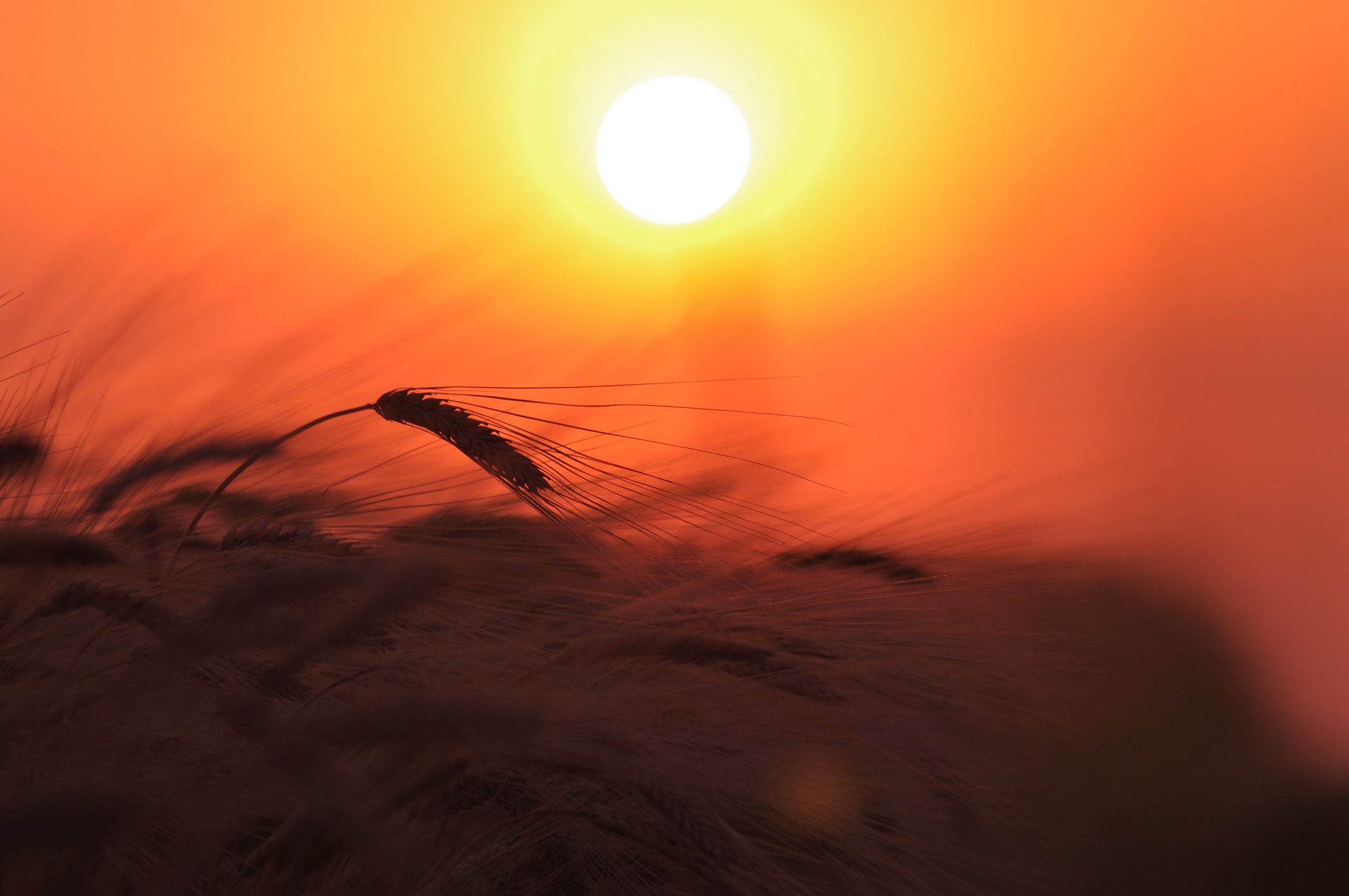 trigo espigas campo planta naturaleza luz sol cielo puesta de sol