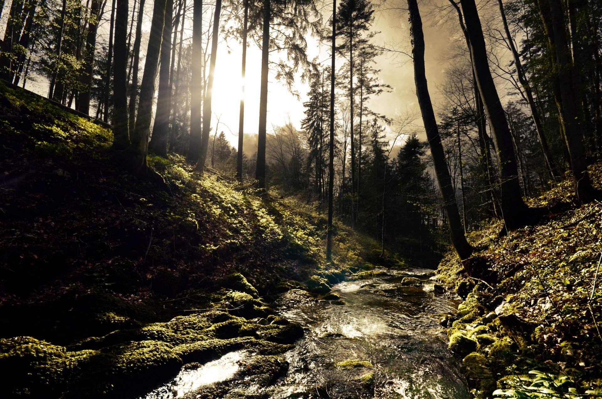 hills forest trees river river stream sunny sun rays stones mo