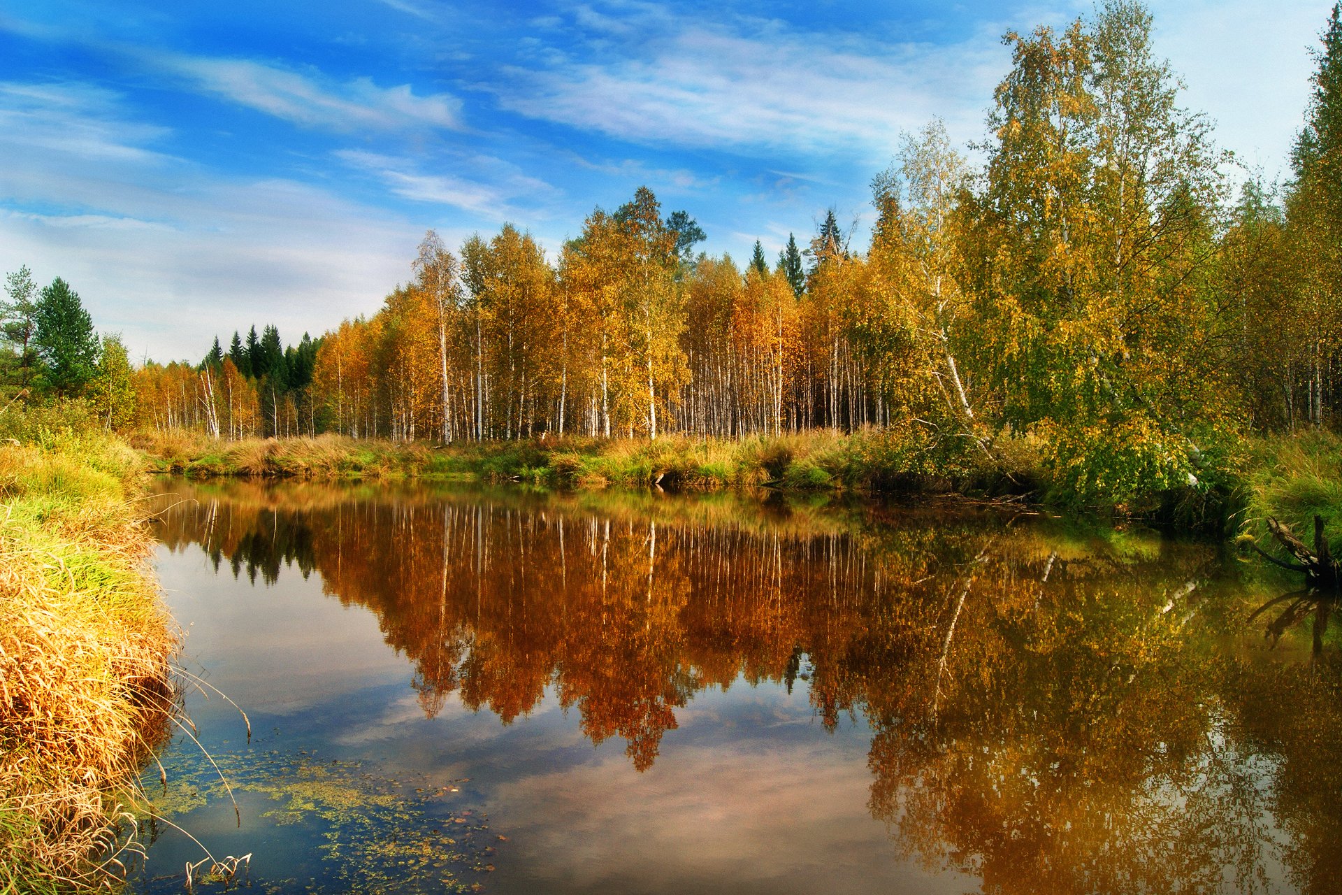 nature forest autumn water reflection