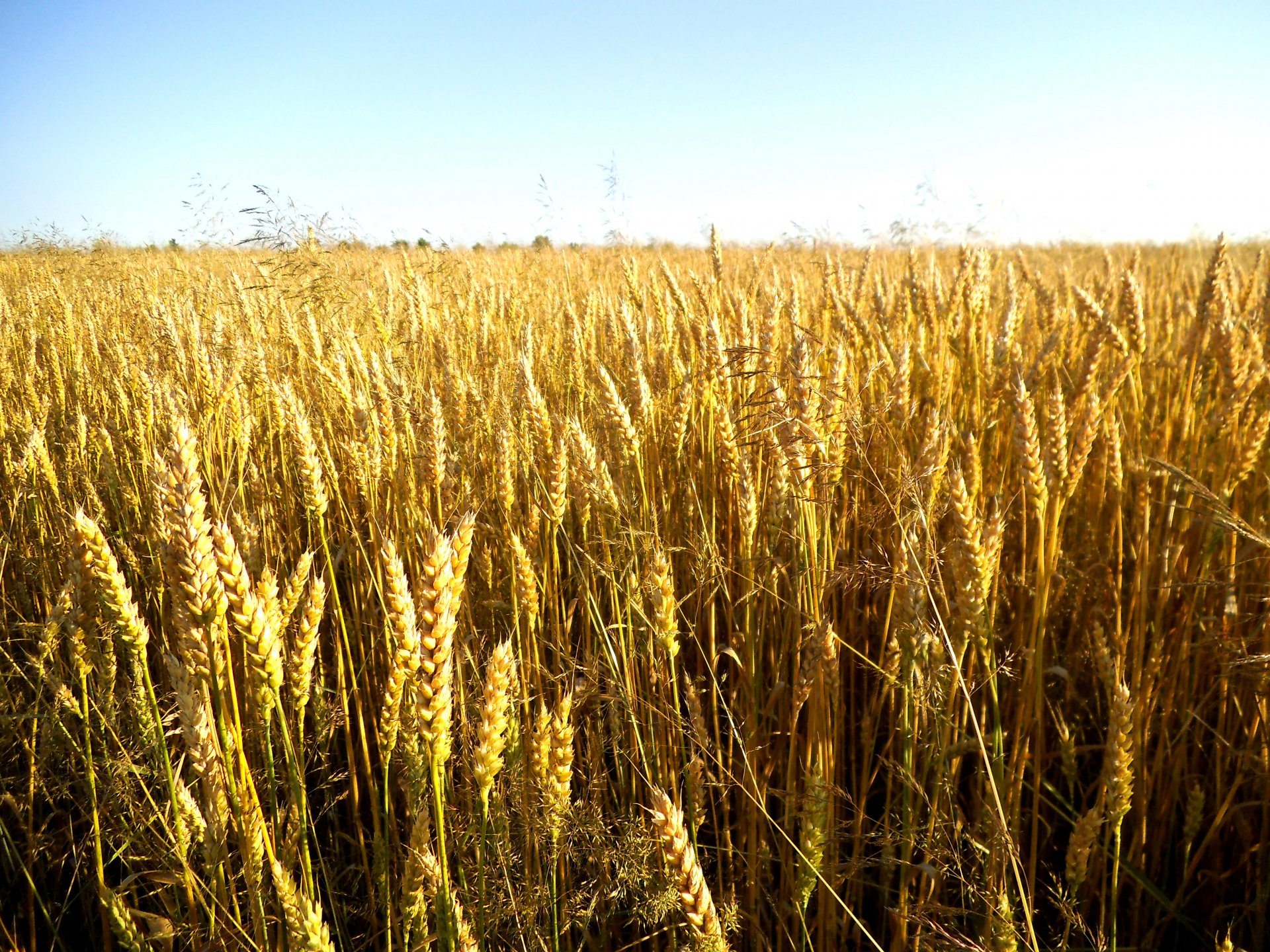 trigo espiguillas grano cereales naturaleza plantas campo cielo sol