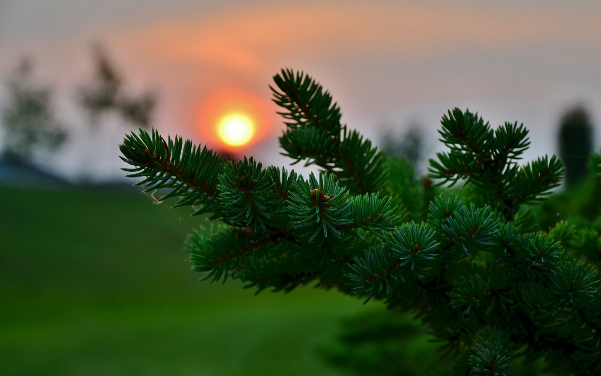 unset close up spruce conifers needles needle blur