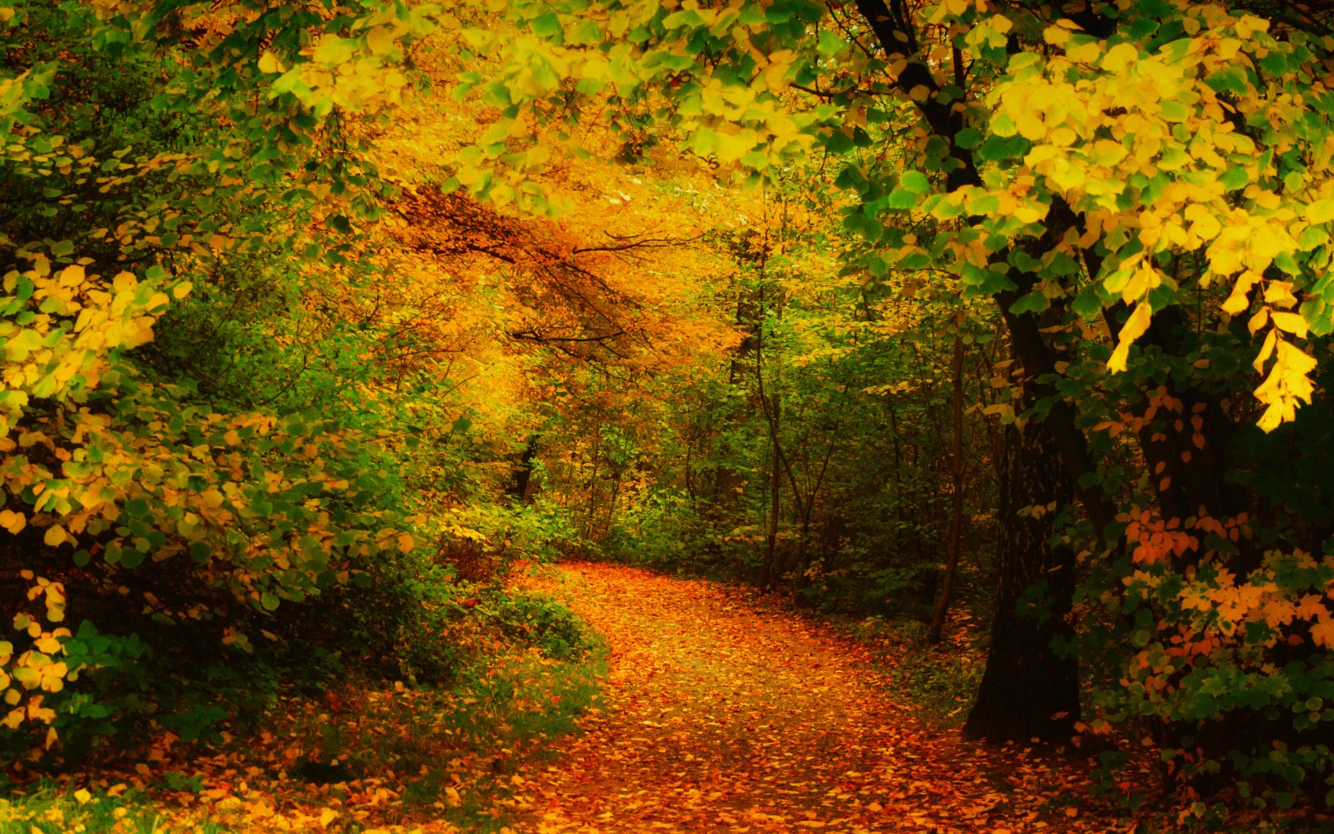 autunno alberi foglie giallo passerella