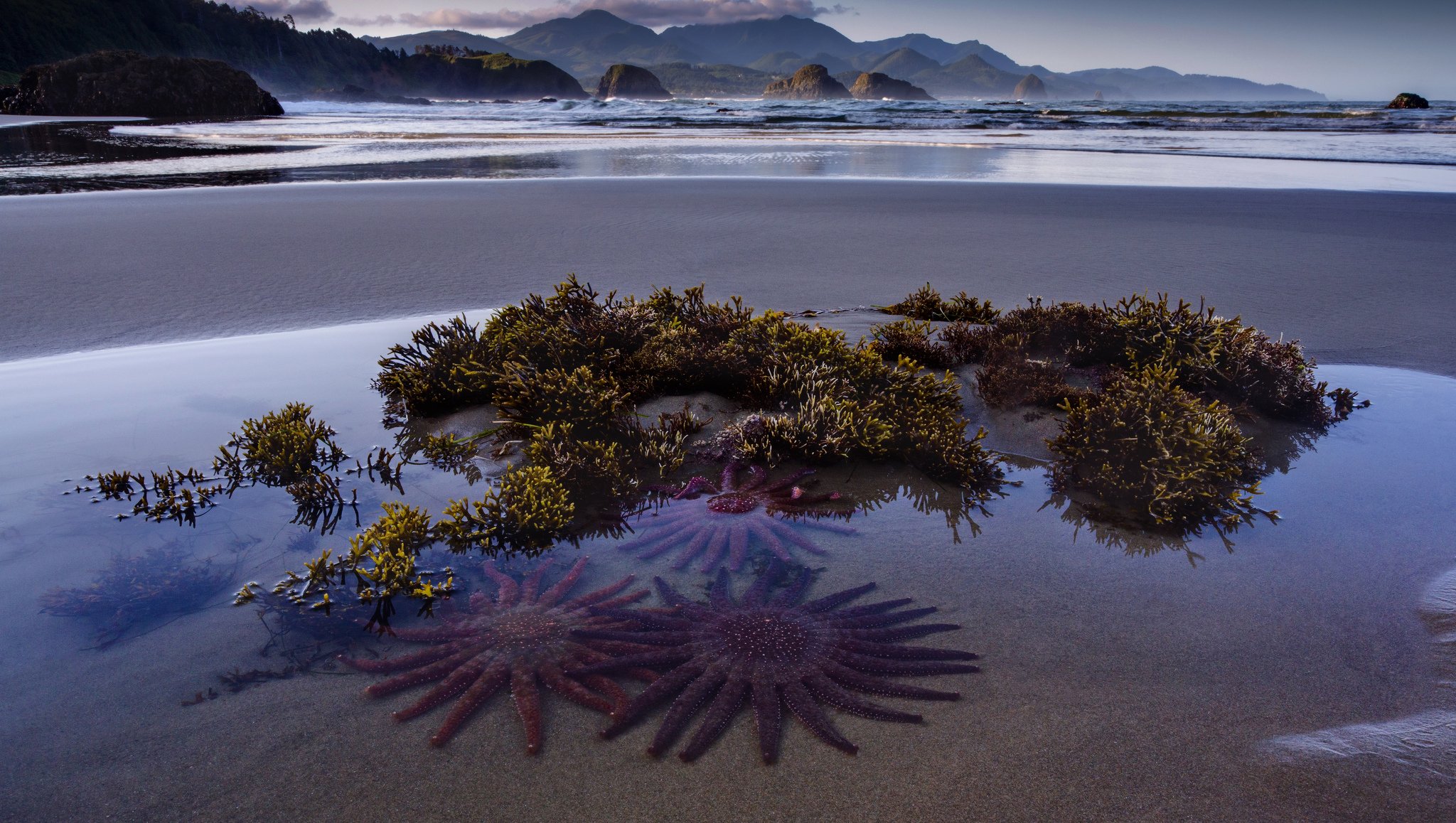 nature solar star sea beach