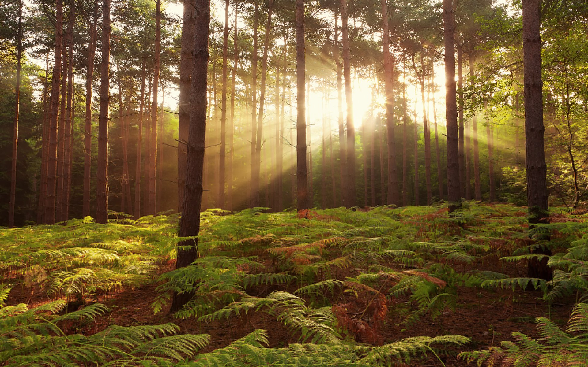 las natura wielka brytania broxbourne woods