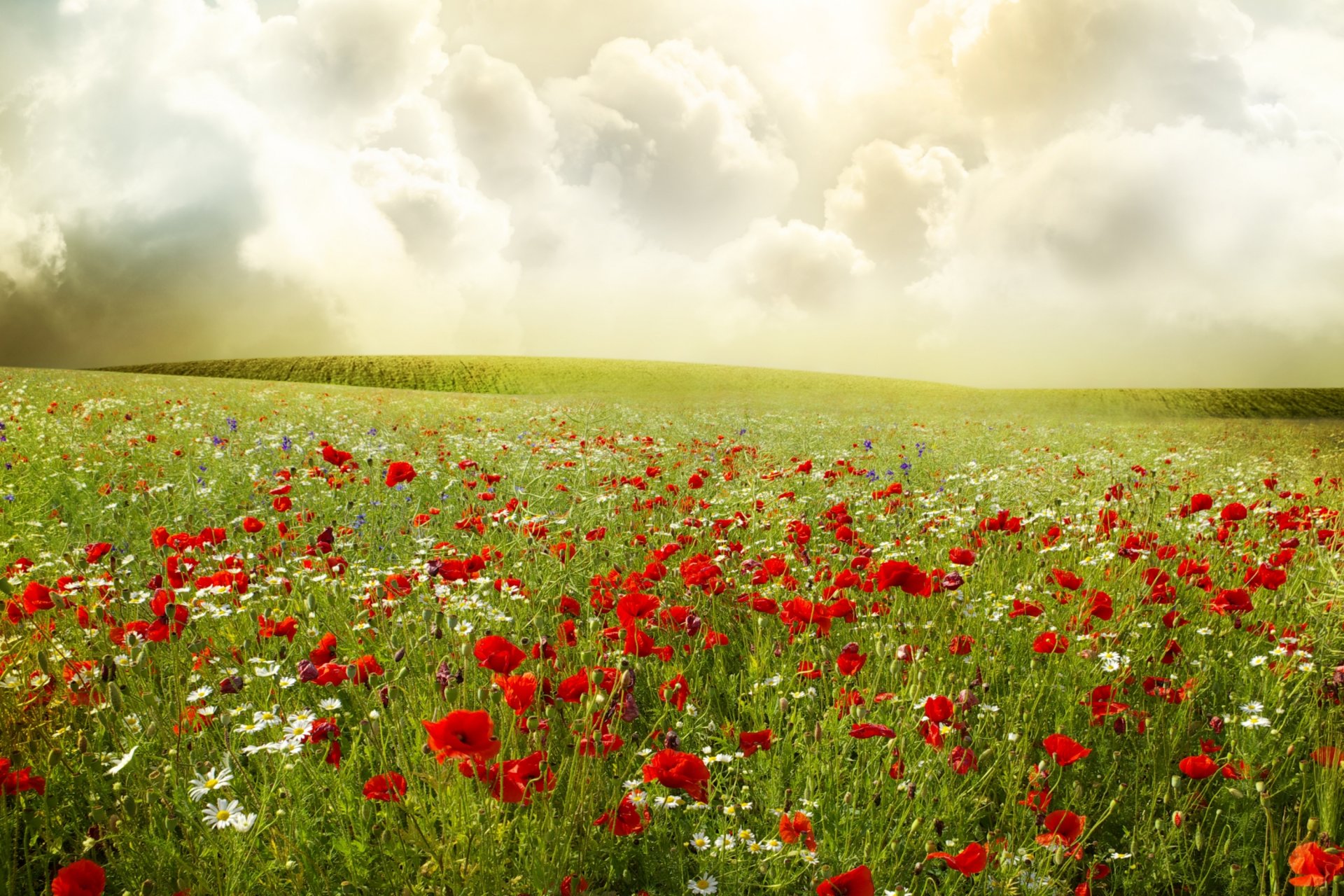 campo papaveri rossi margherite piante fiori cielo nuvole