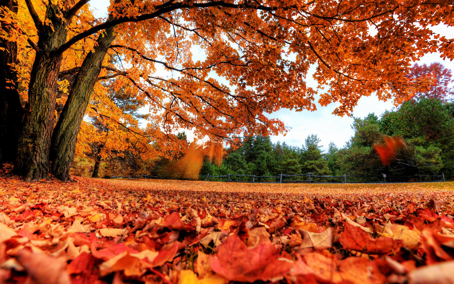 tree leaves autumn