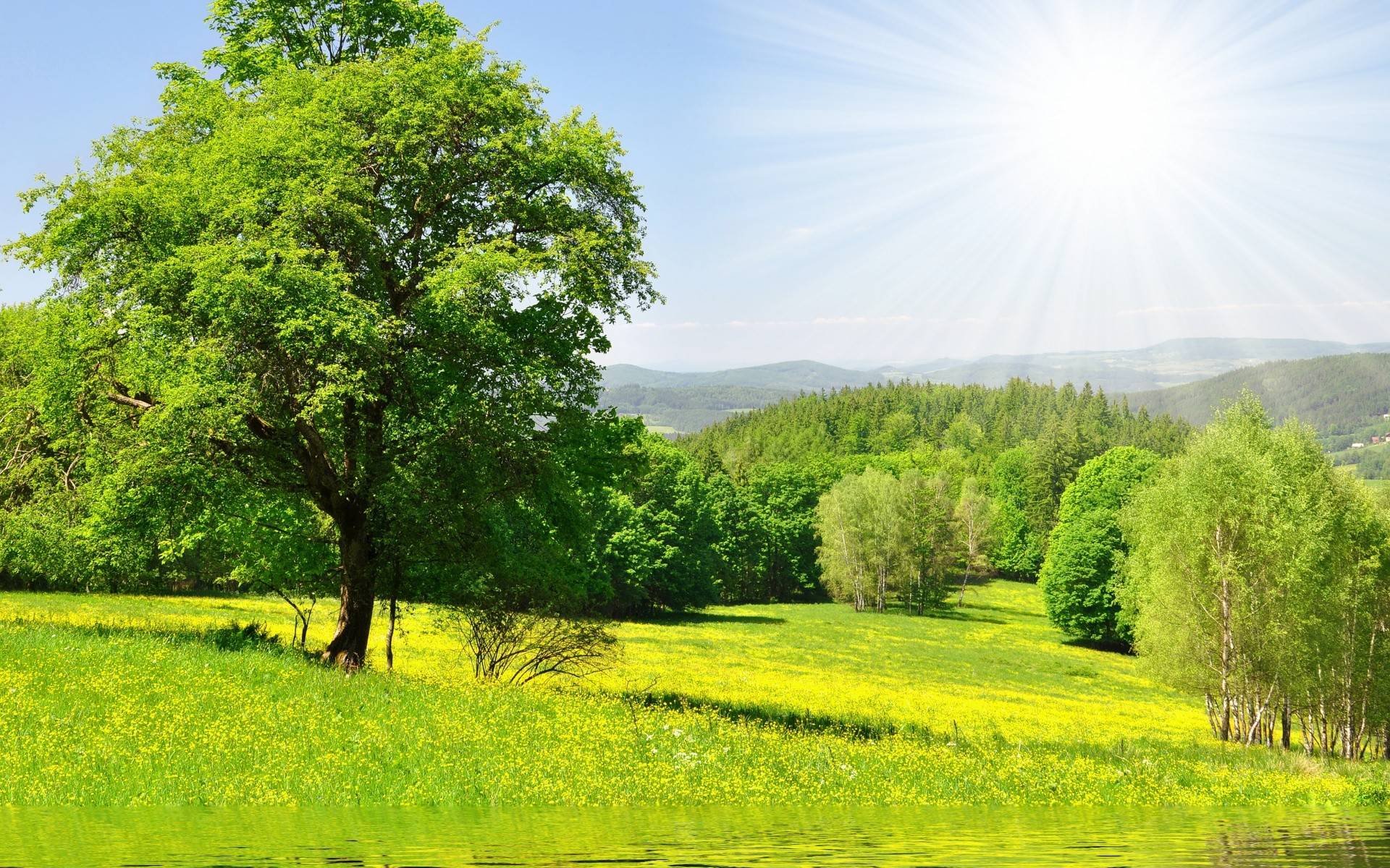 natura las drzewa słońce zieleń łąka trawa woda kwiaty