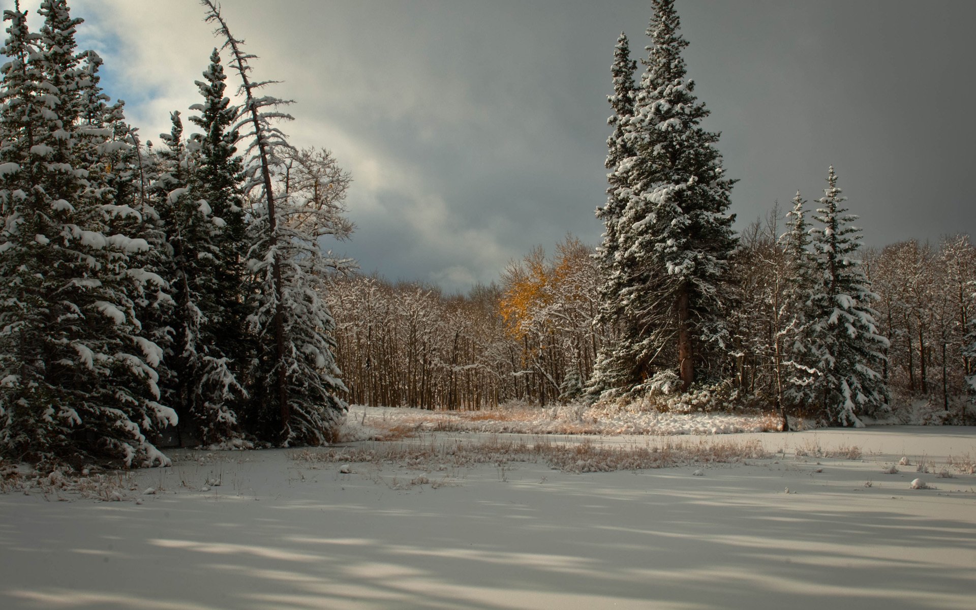 neige arbres hiver épinette conifères nuages