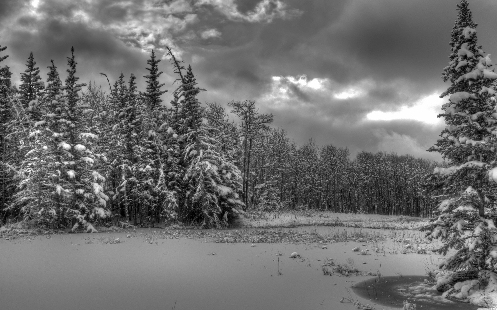 winter snow tree forest spruce next river cloud